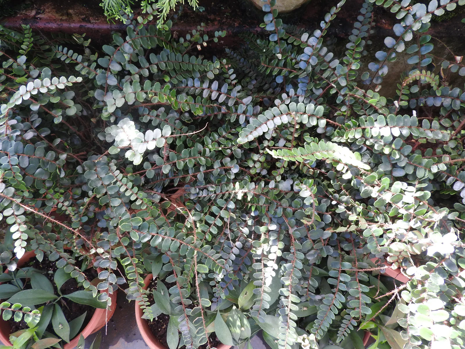 Button Fern (Pellaea rotundifolia)