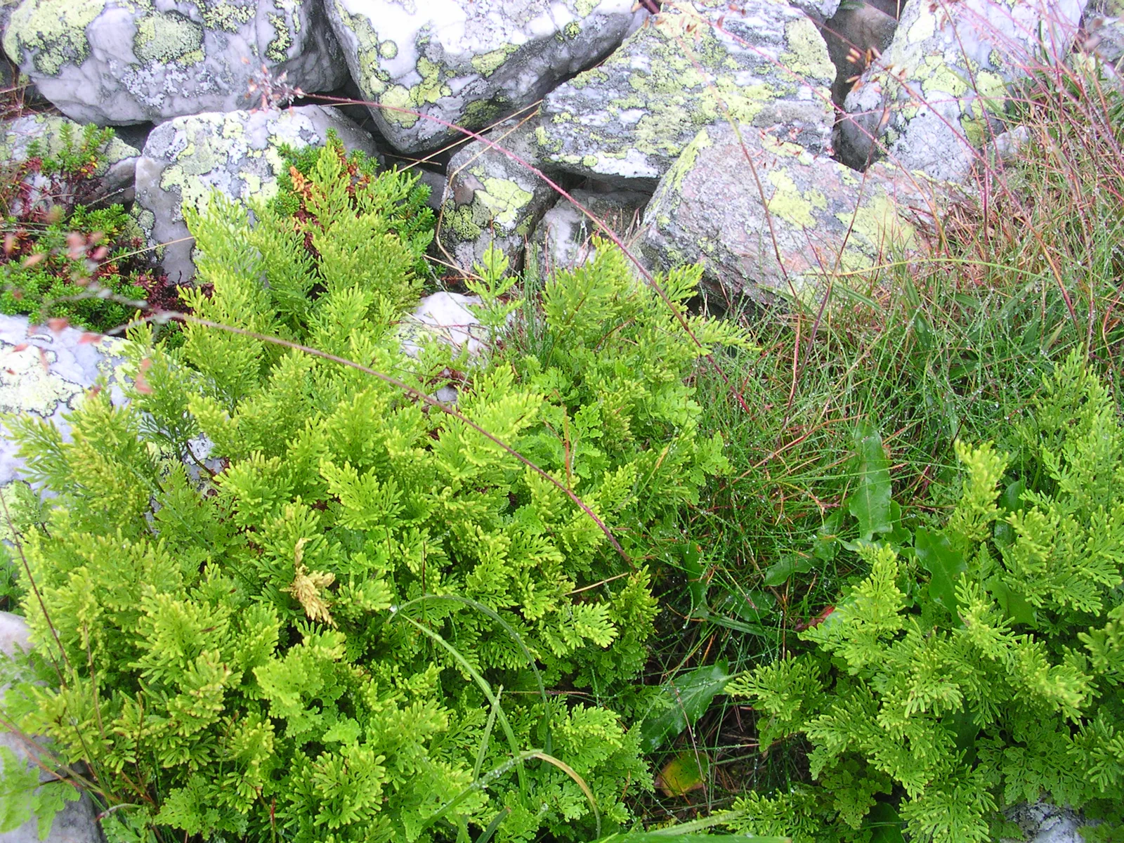 Parsley Fern