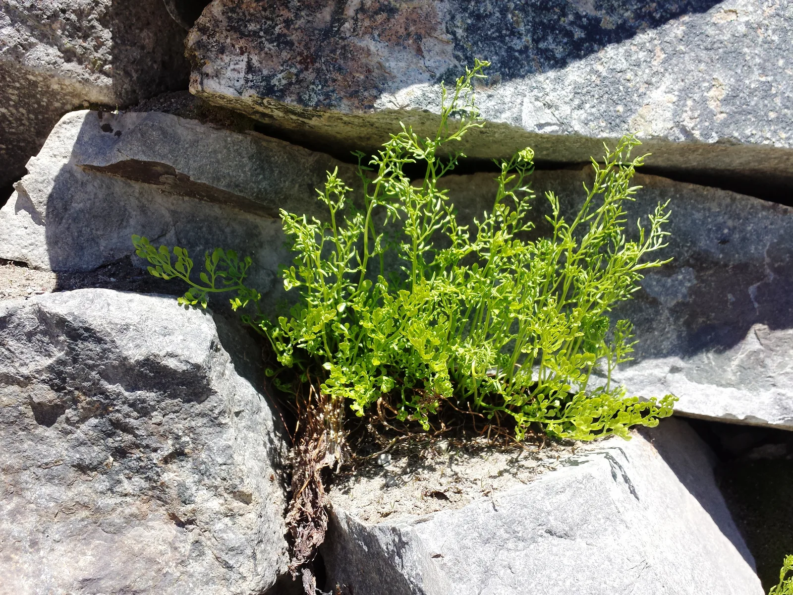 American Parsley Fern