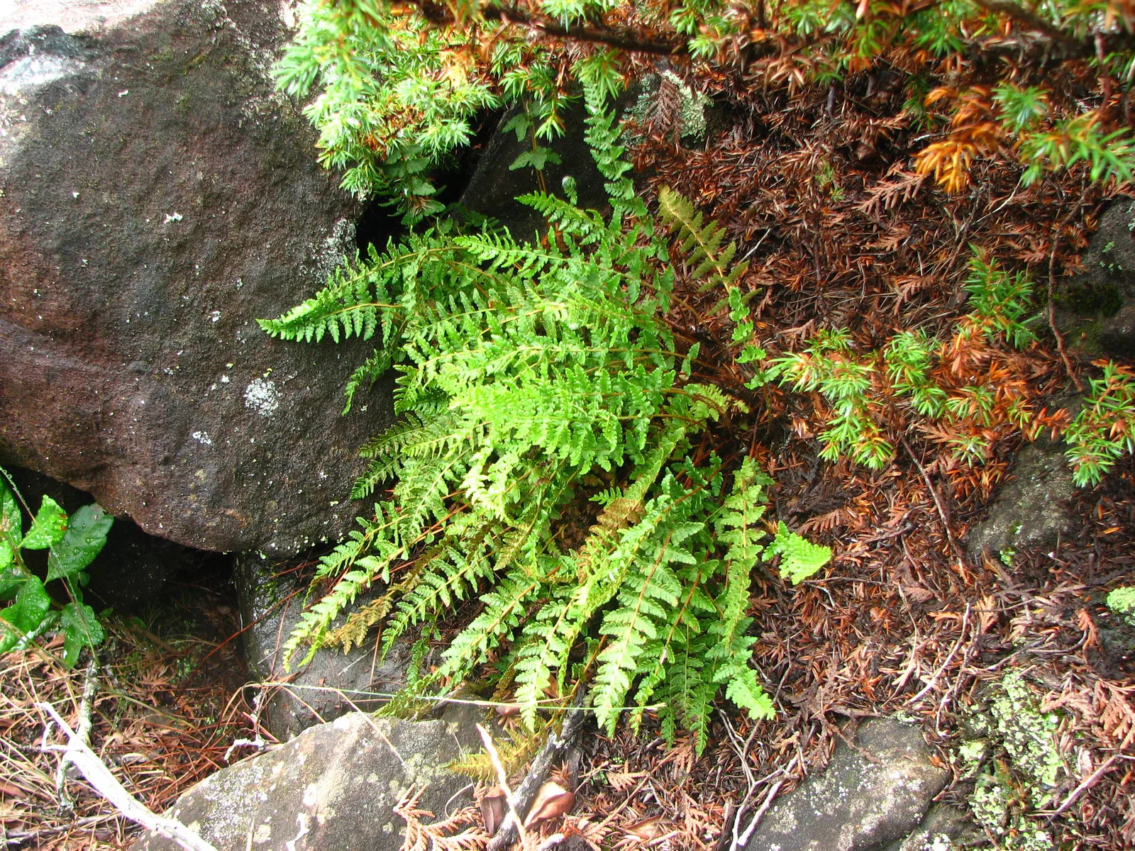 Rusty Woodsia (Woodsia ilvensis)