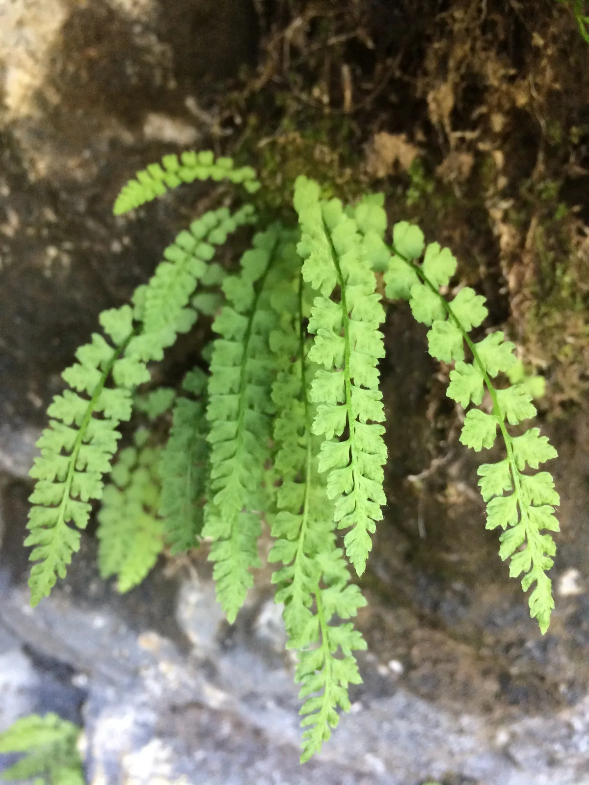 Smooth Woodsia (Woodsia glabella)