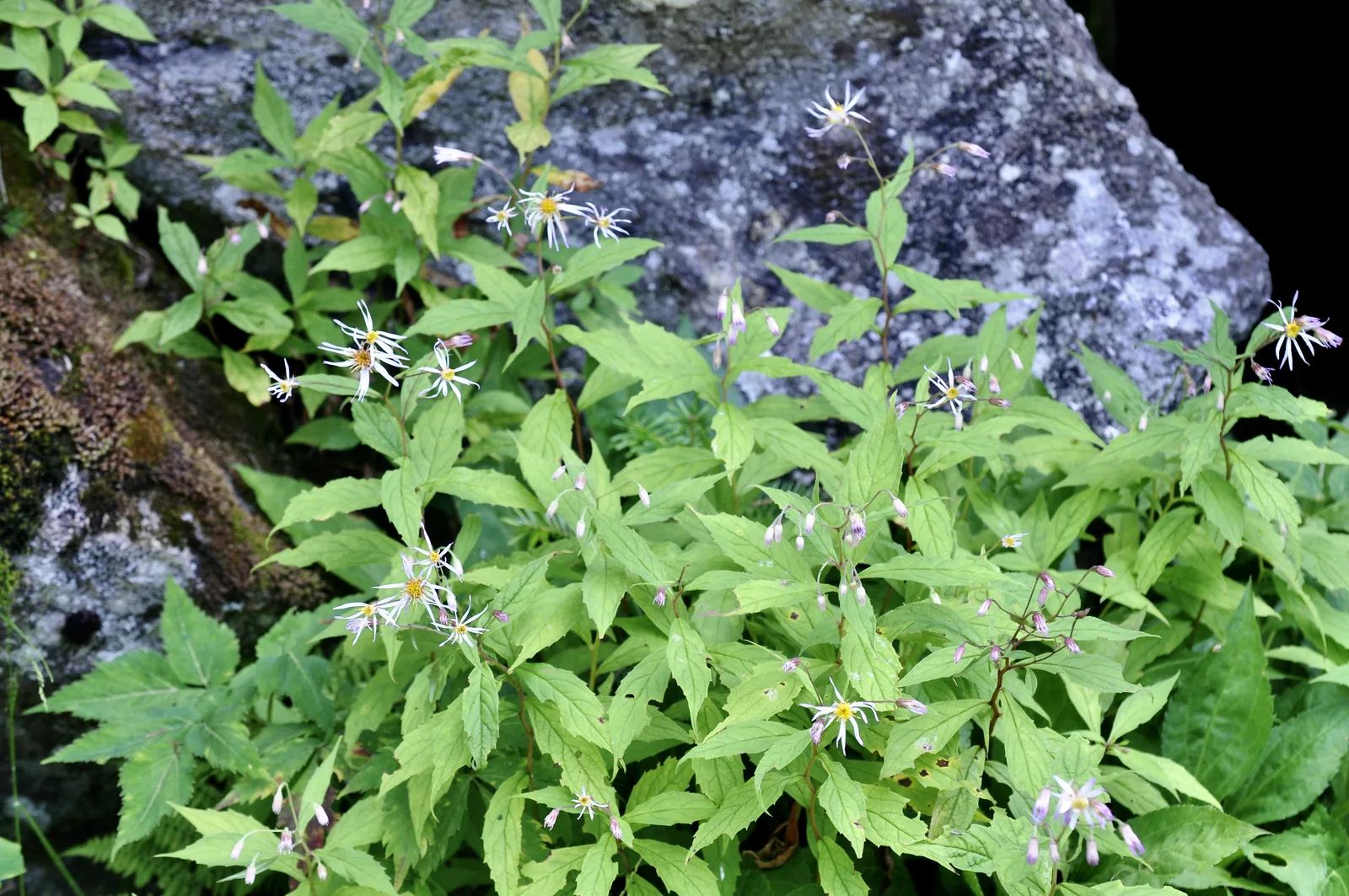Whorled Aster (Oclemena acuminata)