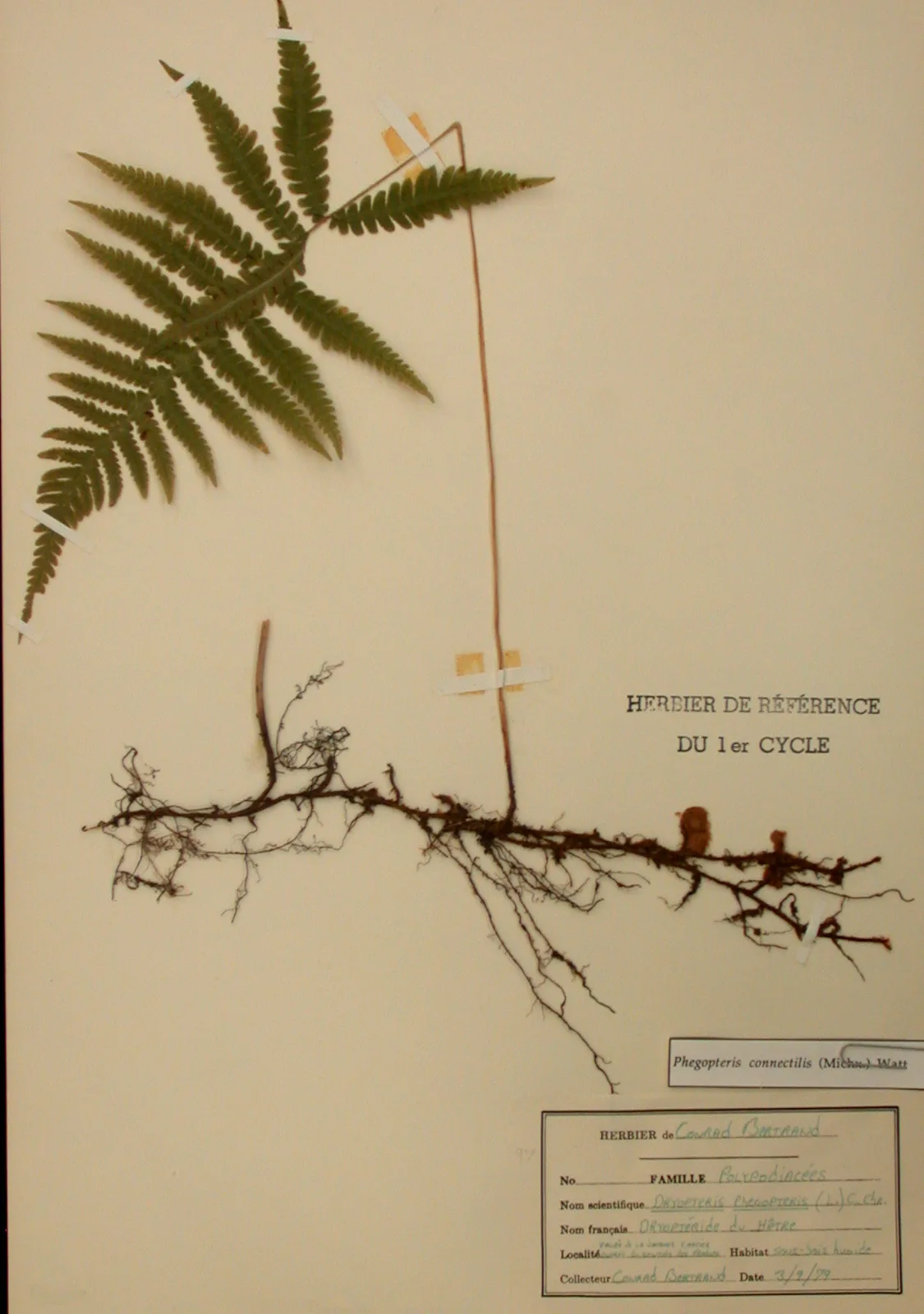 Northern Beech Fern (Phegopteris connectilis)