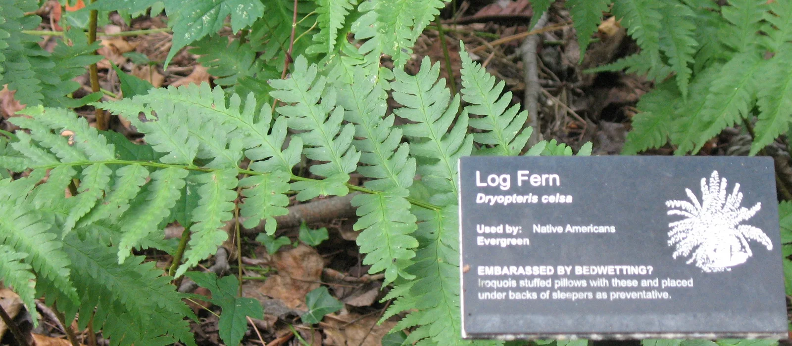 Log Fern