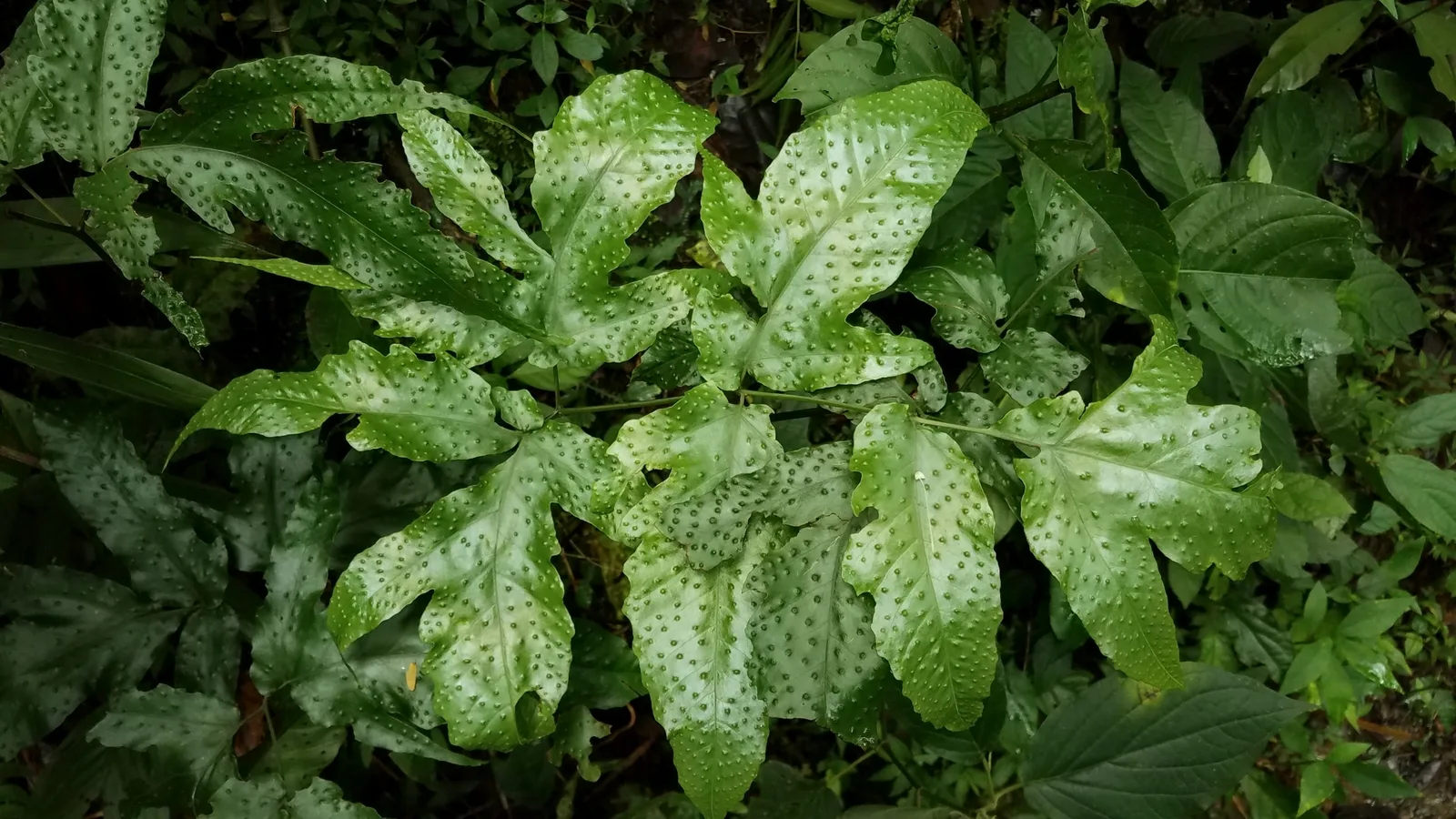 Broad Halberd Fern