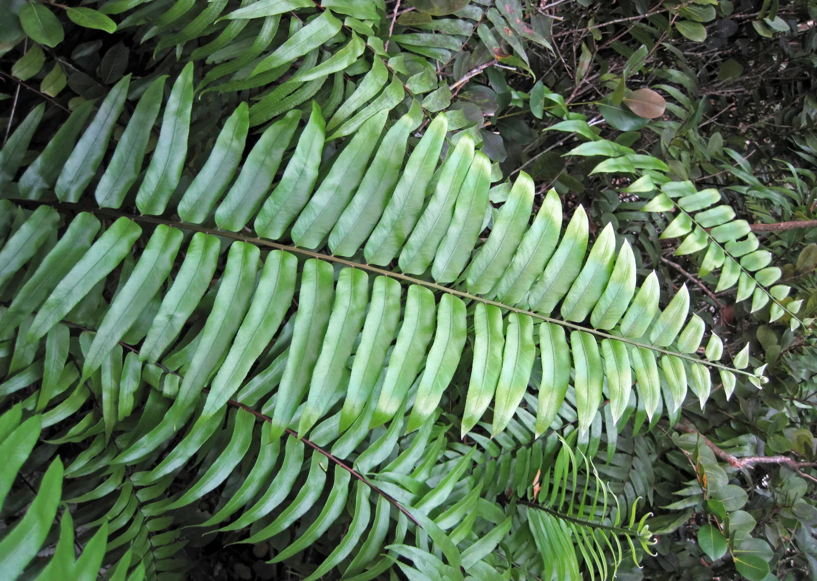 Giant Leather Fern (Acrostichum danaeifolium)