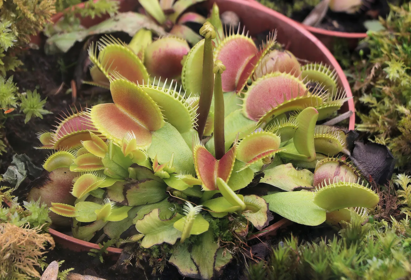 Venus Flytrap (Dionaea muscipula)