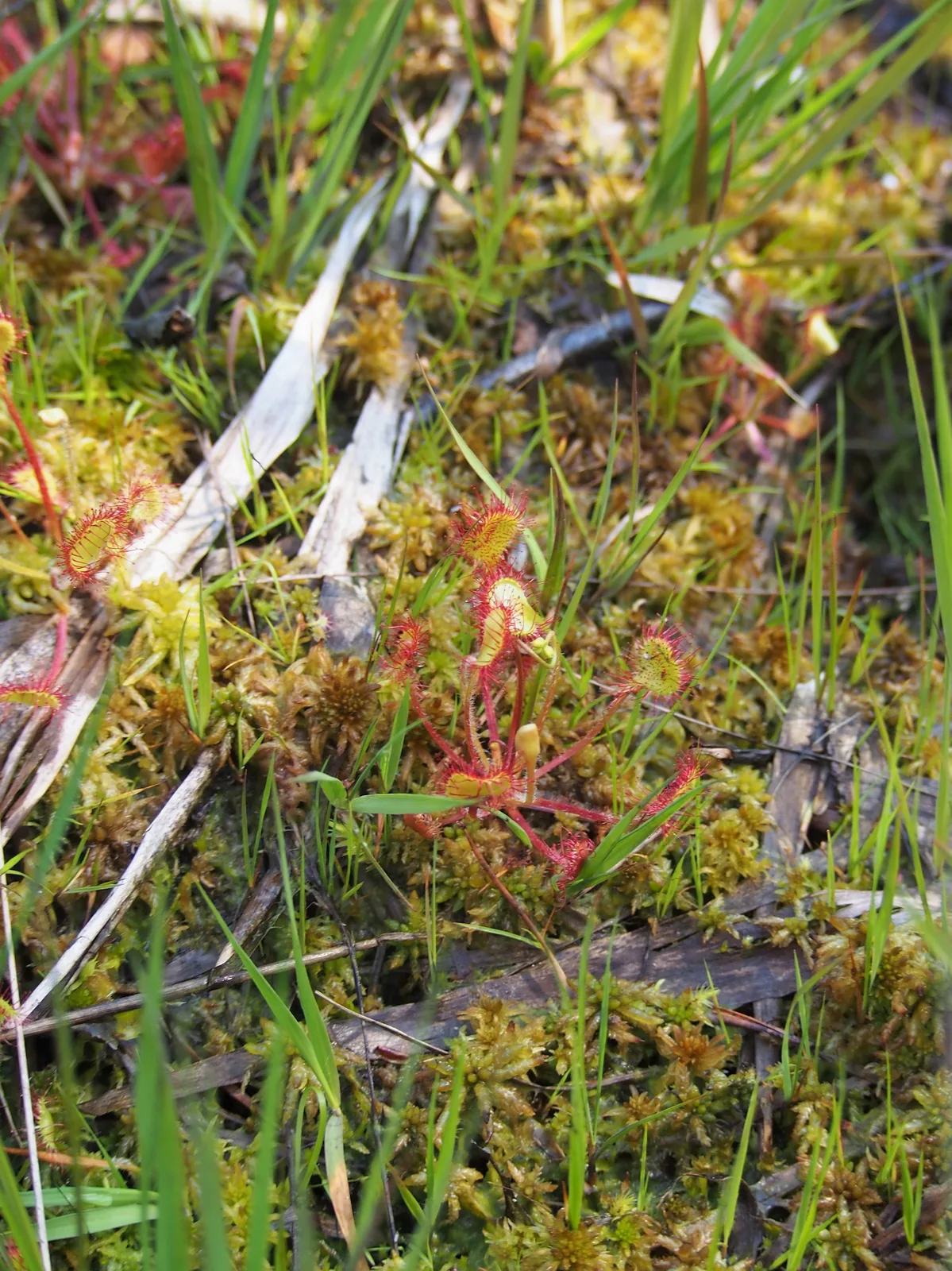 Roundleaf Sundew