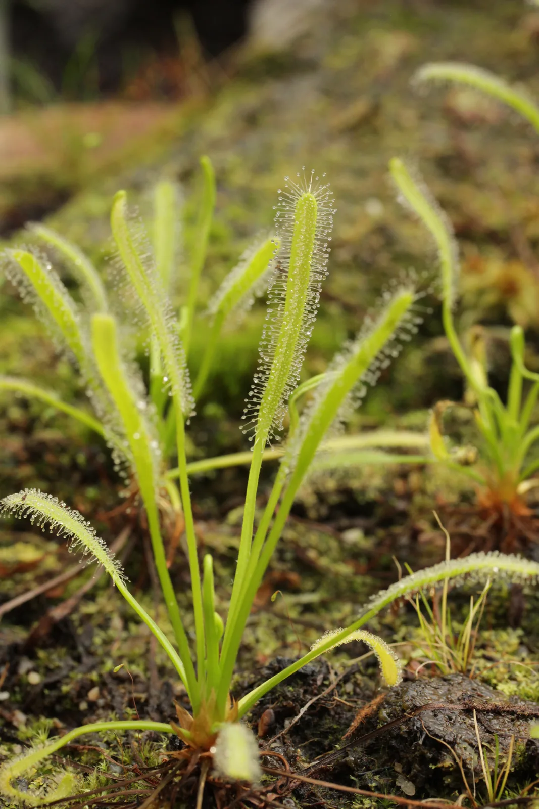 Cape Sundew