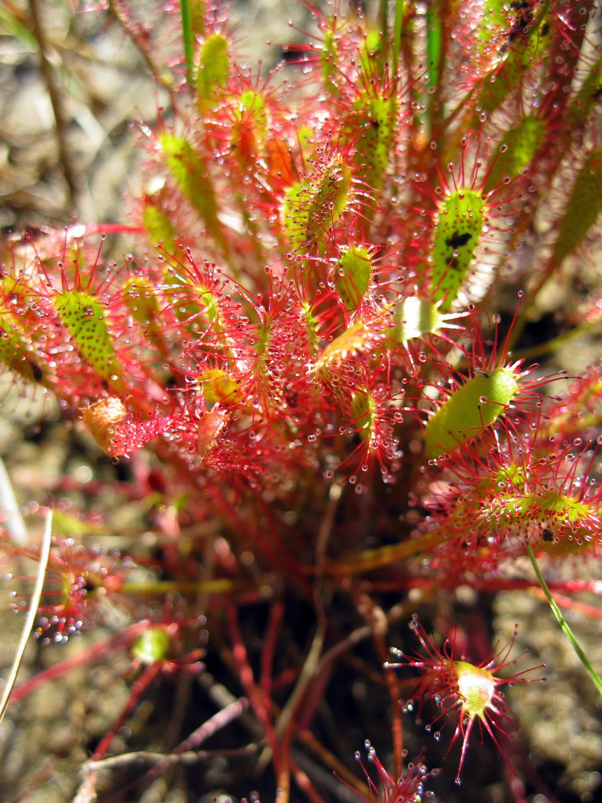 English Sundew