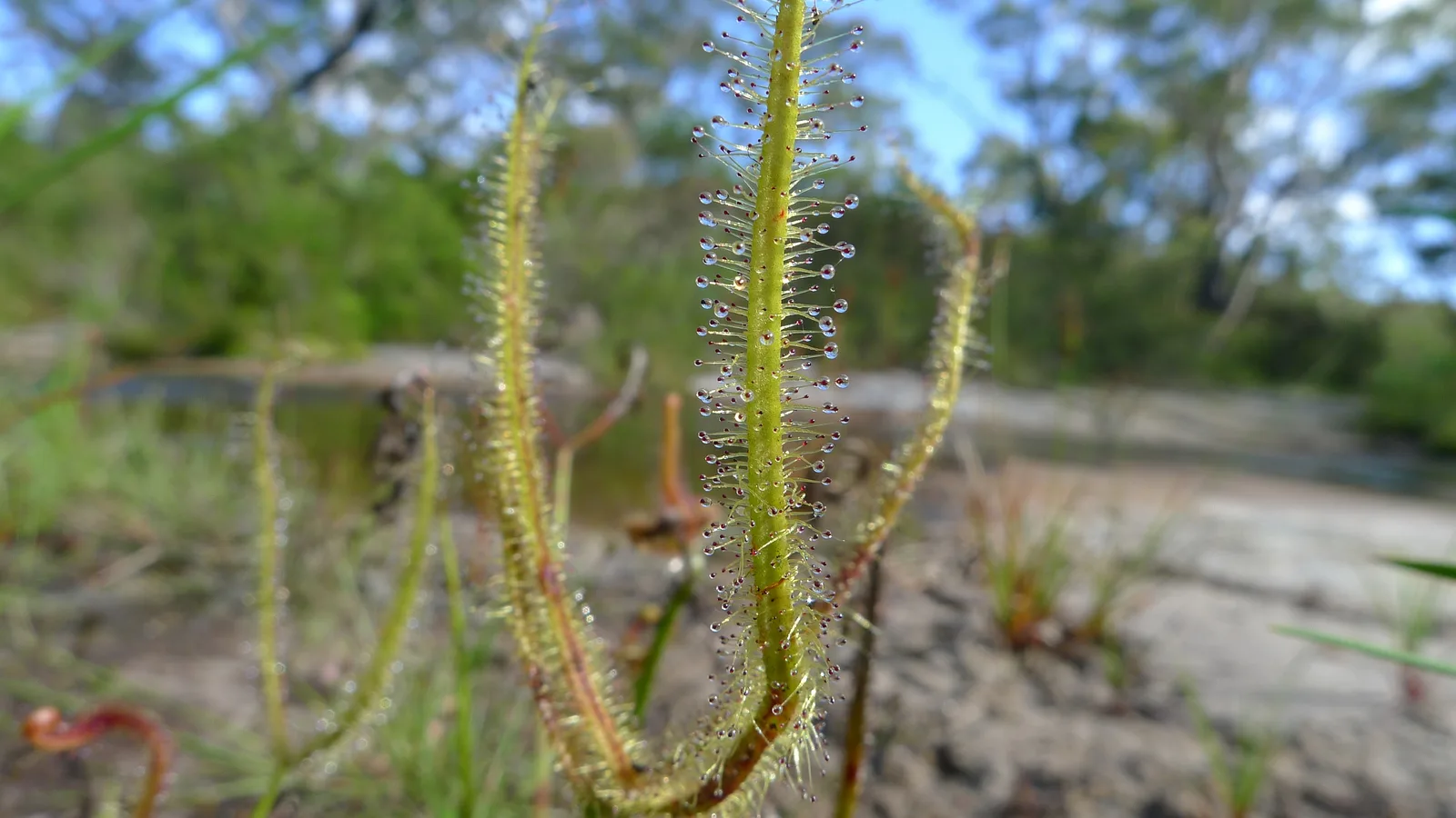 Forked Sundew (Drosera binata)