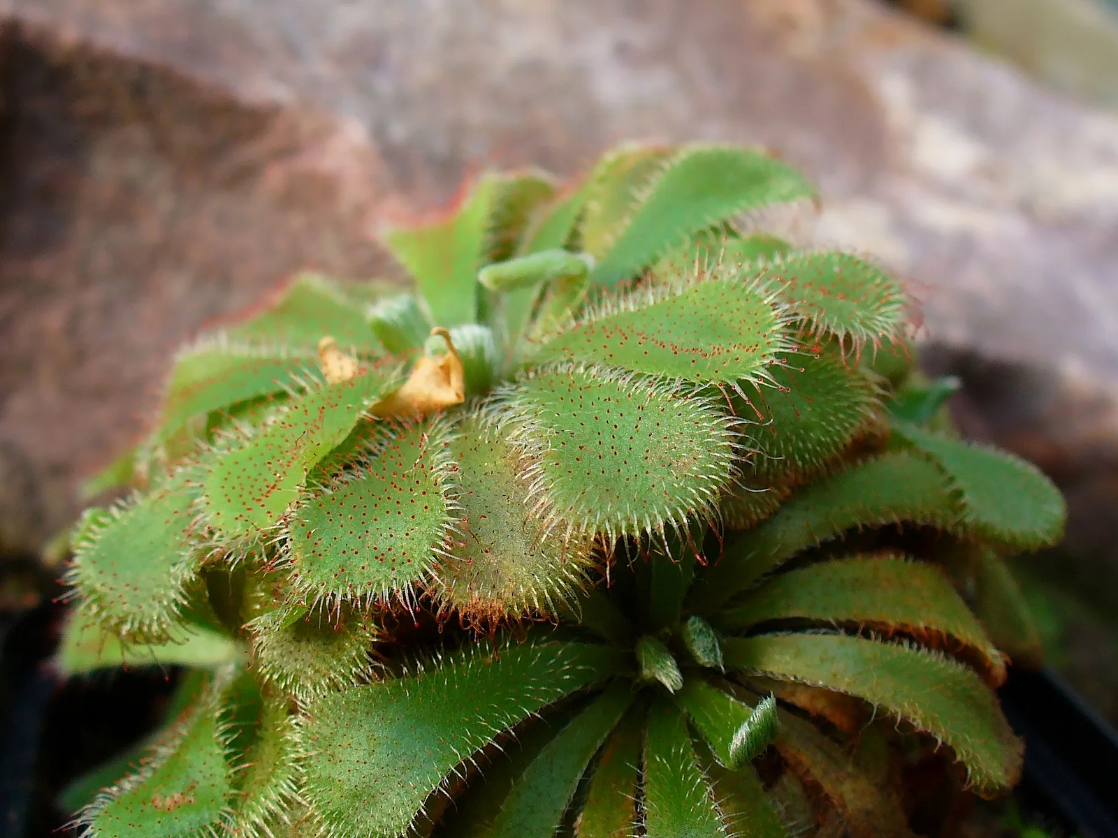Alice Sundew