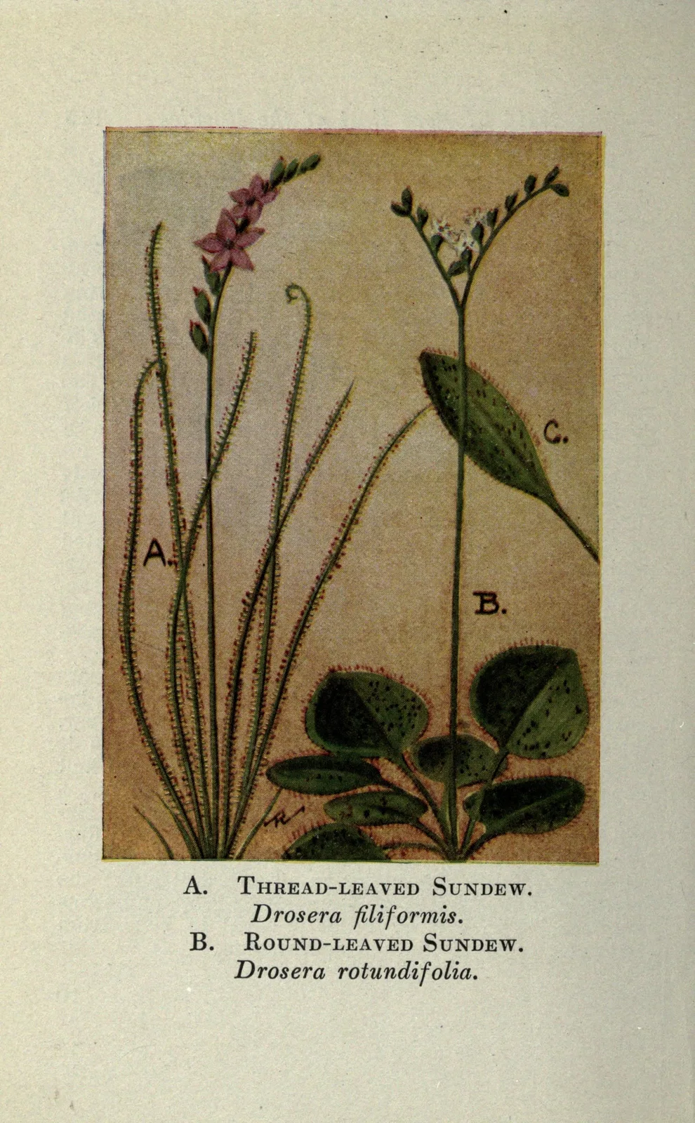 Thread-leaved Sundew