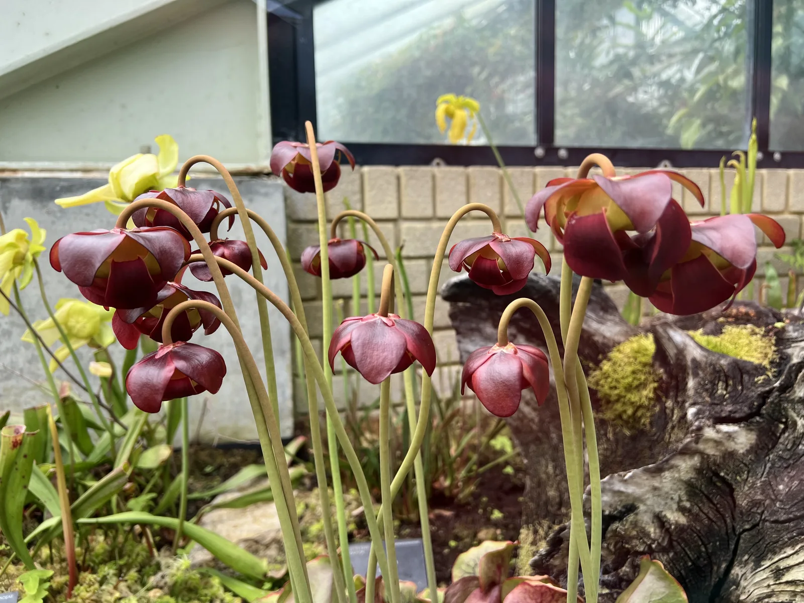 Purple Pitcher Plant