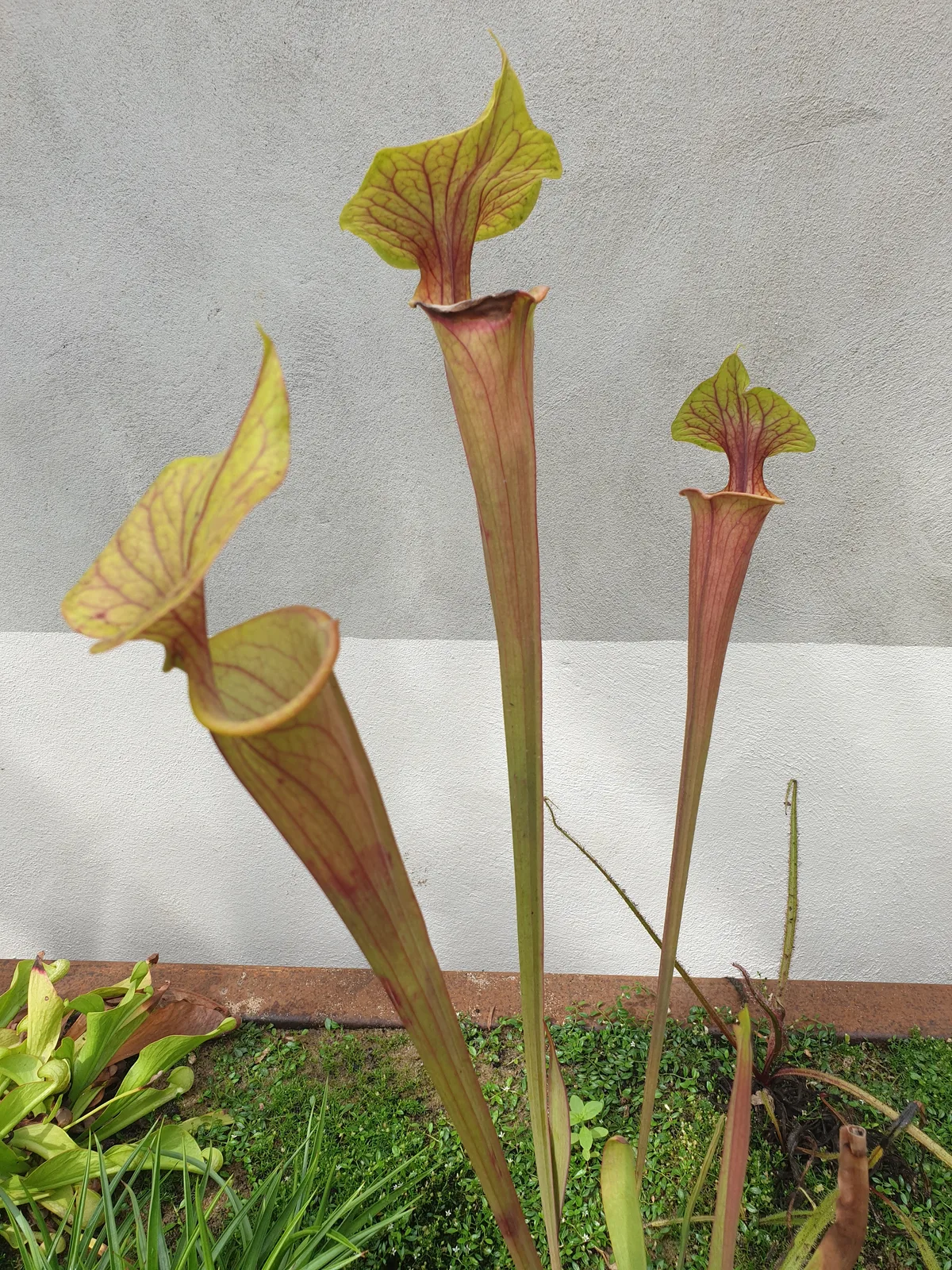 Yellow Pitcher Plant