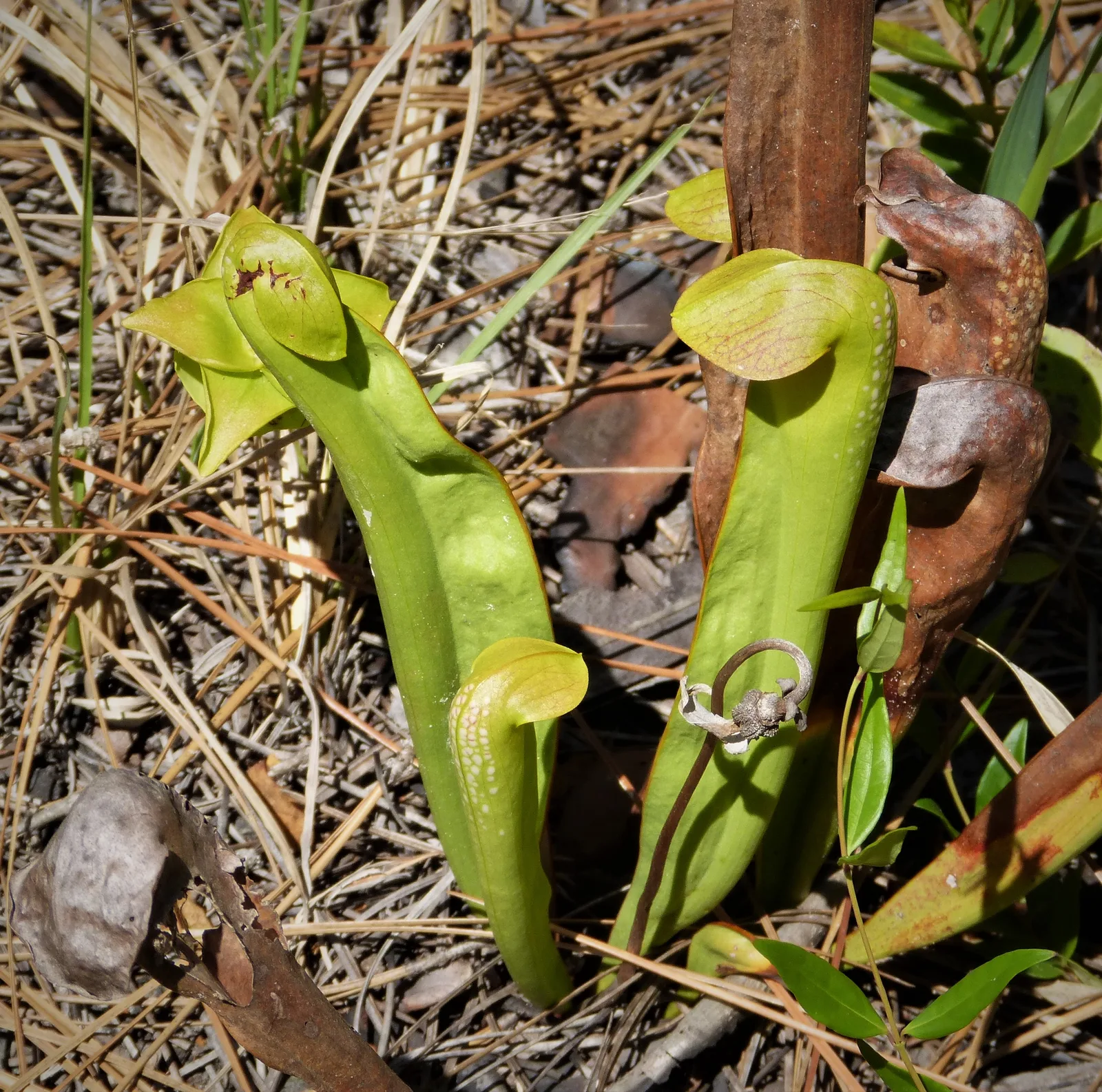 Hooded Pitcher Plant