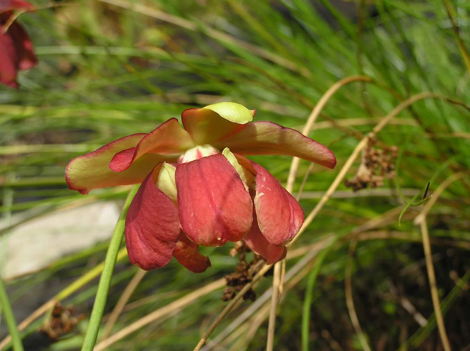 Parrot Pitcher Plant (Sarracenia psittacina)