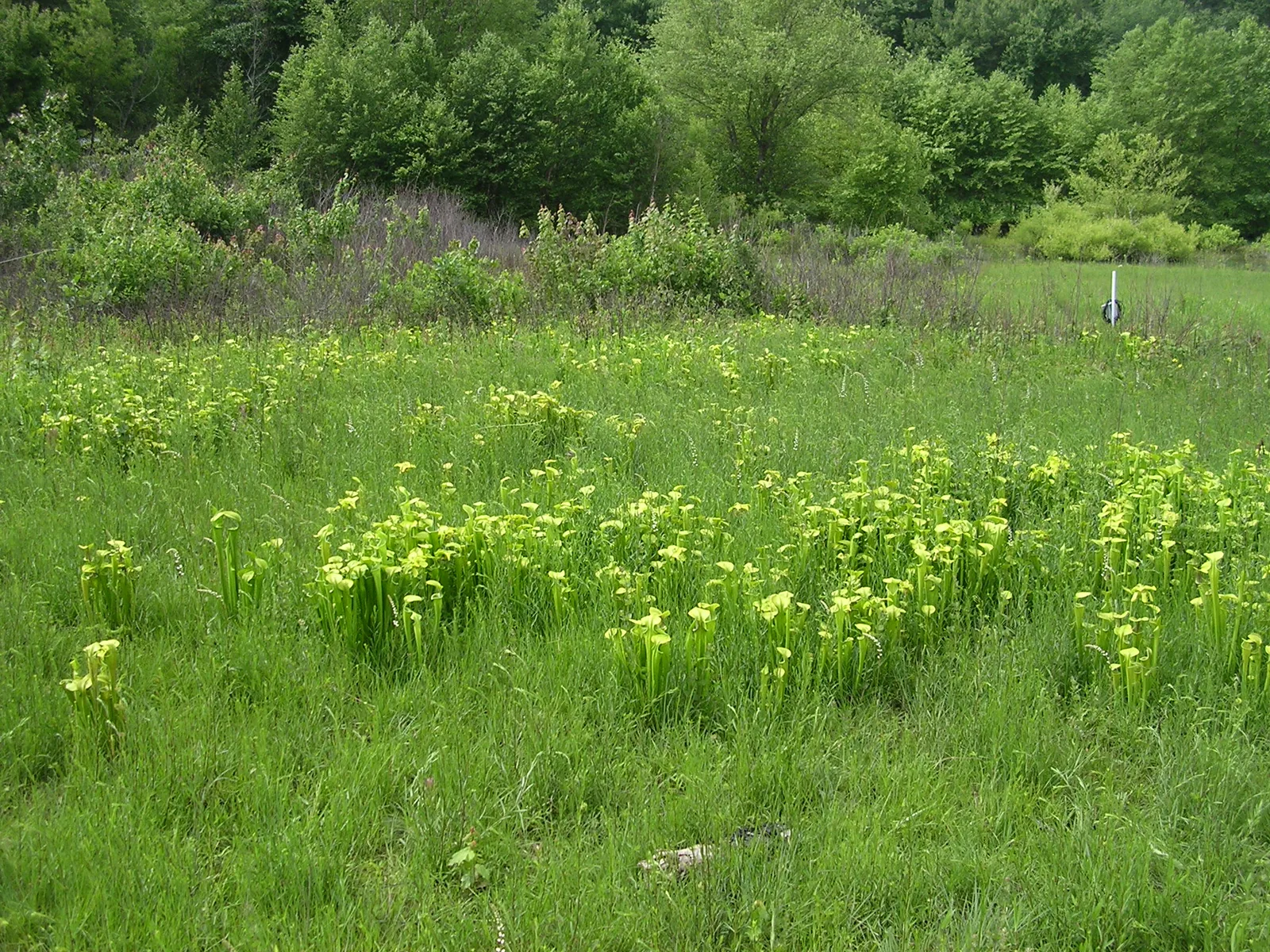 Green Pitcher Plant
