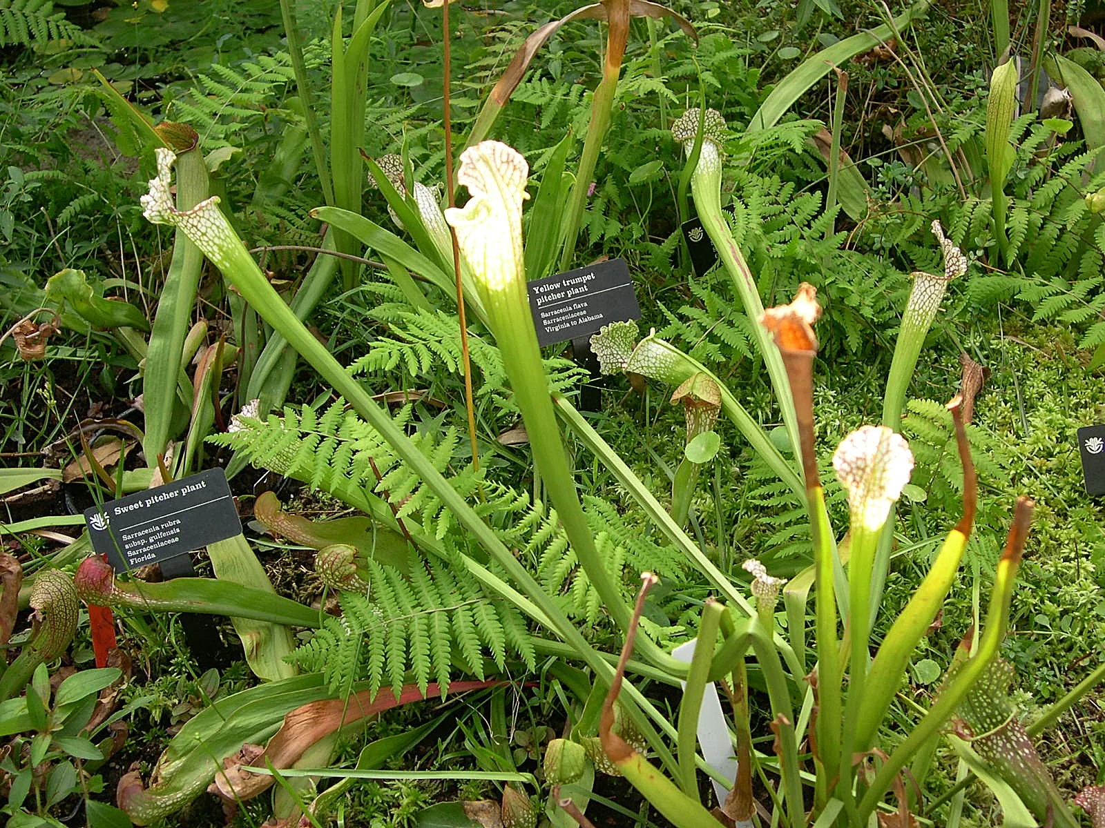 Sweet Pitcher Plant
