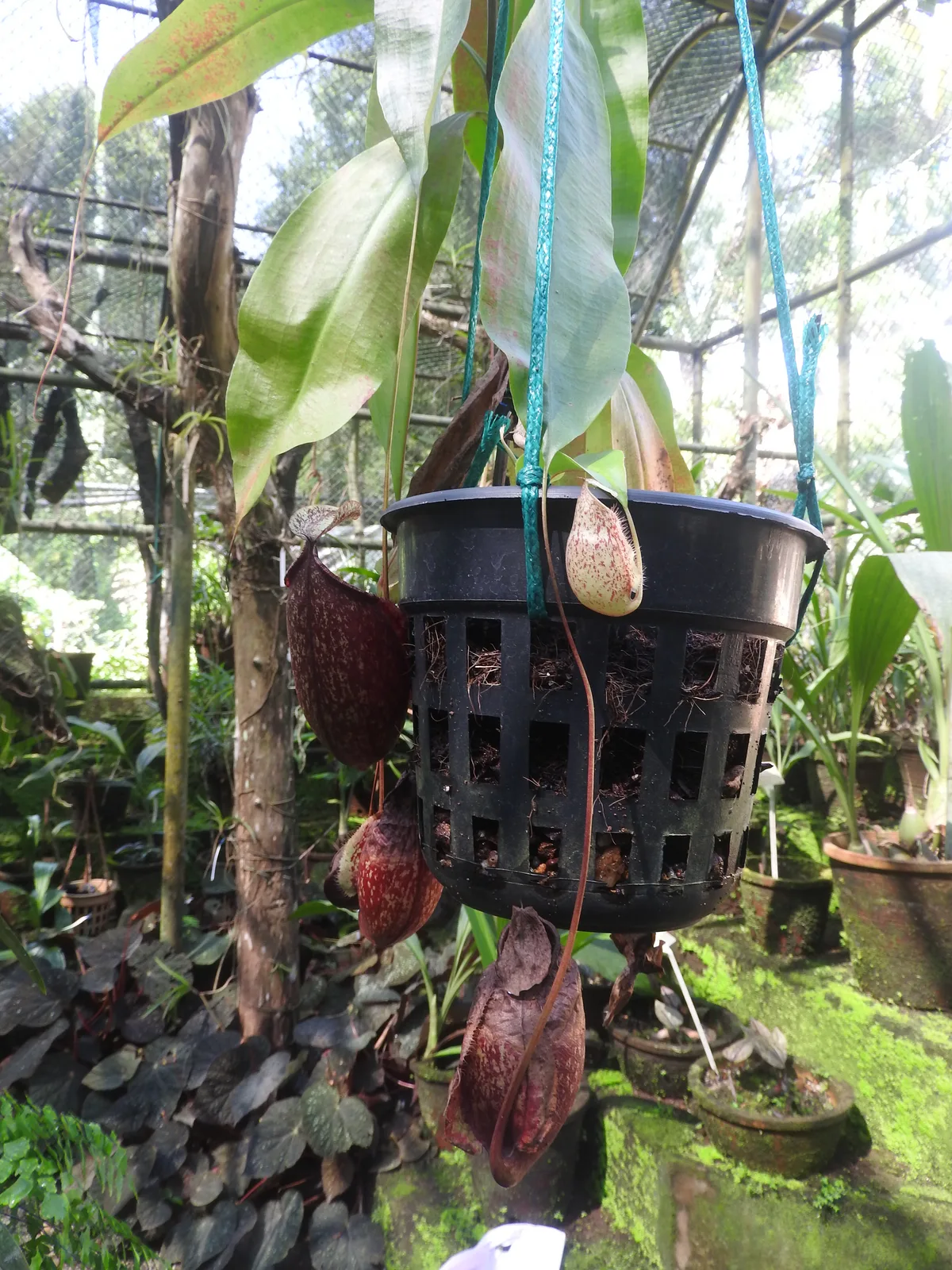 Mirabilis Pitcher Plant
