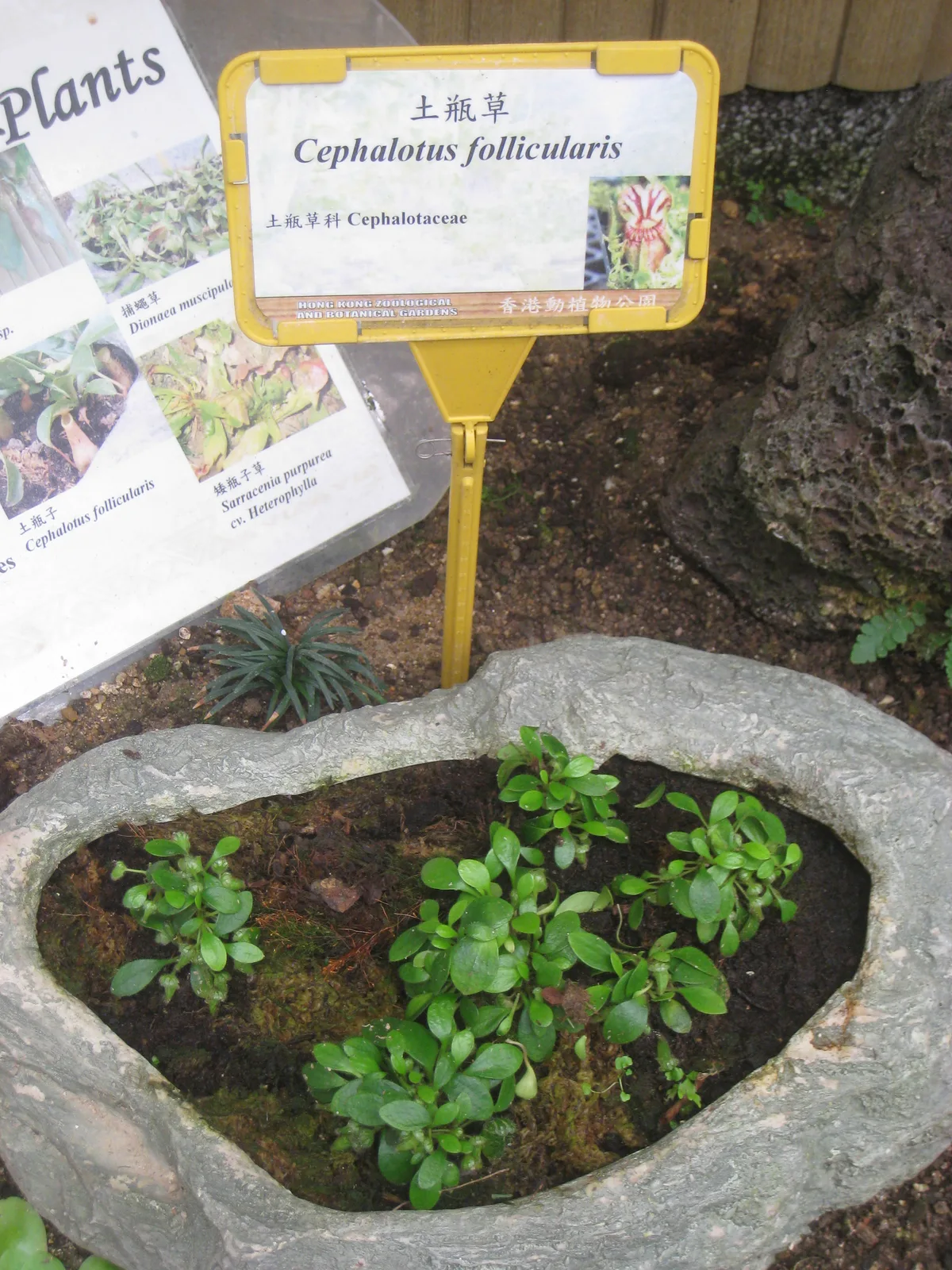 Cephalotus (Cephalotus follicularis)