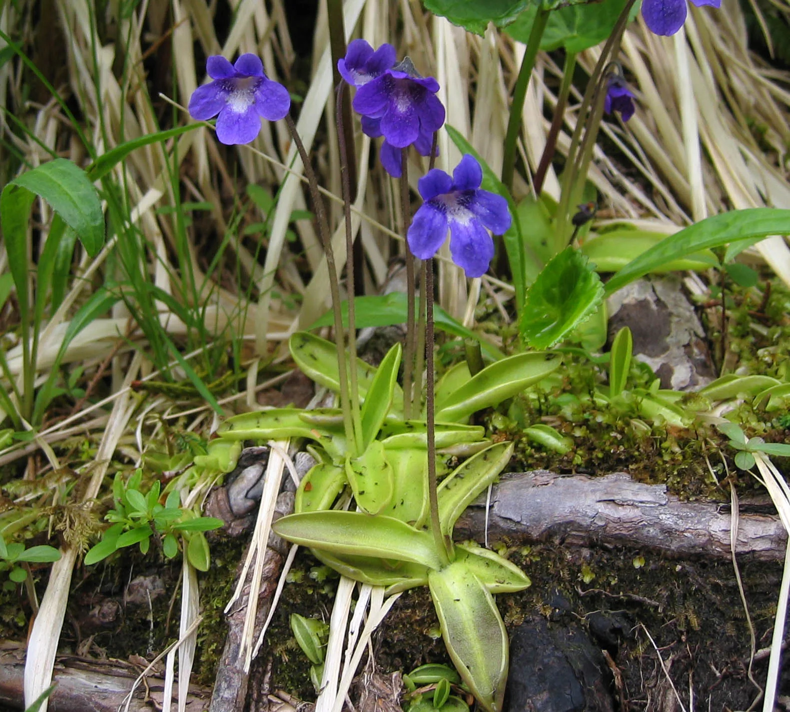 Common Butterwort