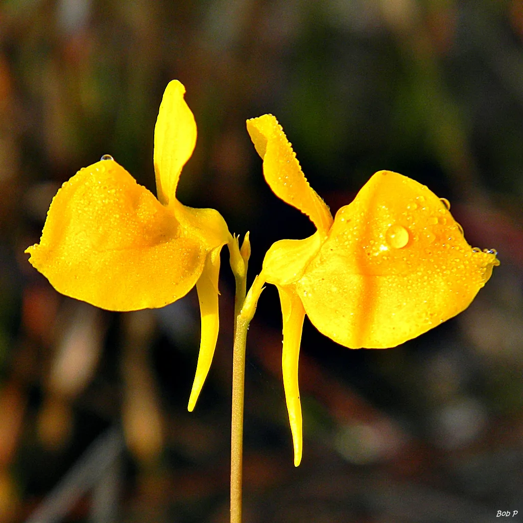 Horned Bladderwort (Utricularia cornuta)