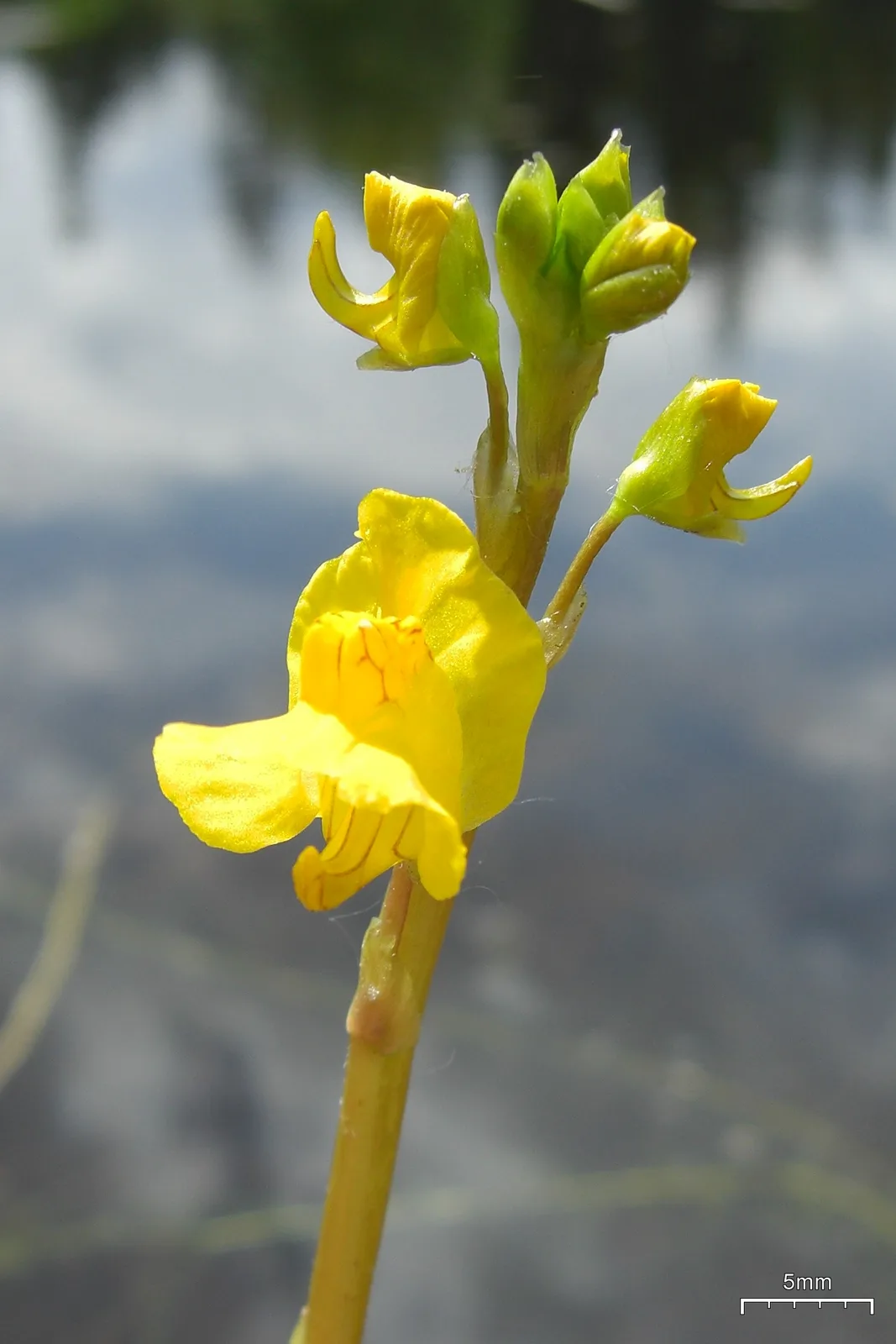 Common Bladderwort (Utricularia vulgaris)