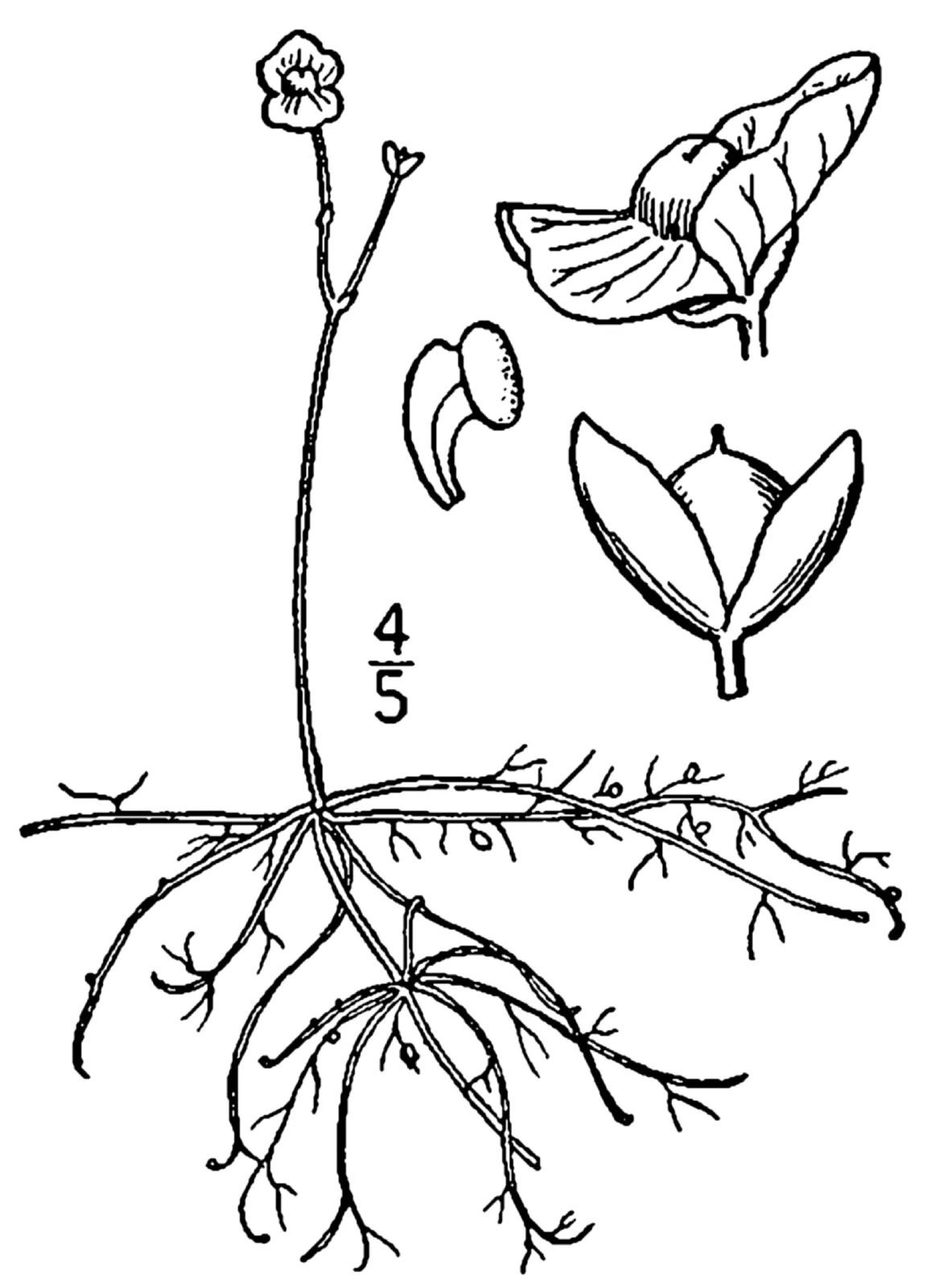 Humped Bladderwort (Utricularia gibba)
