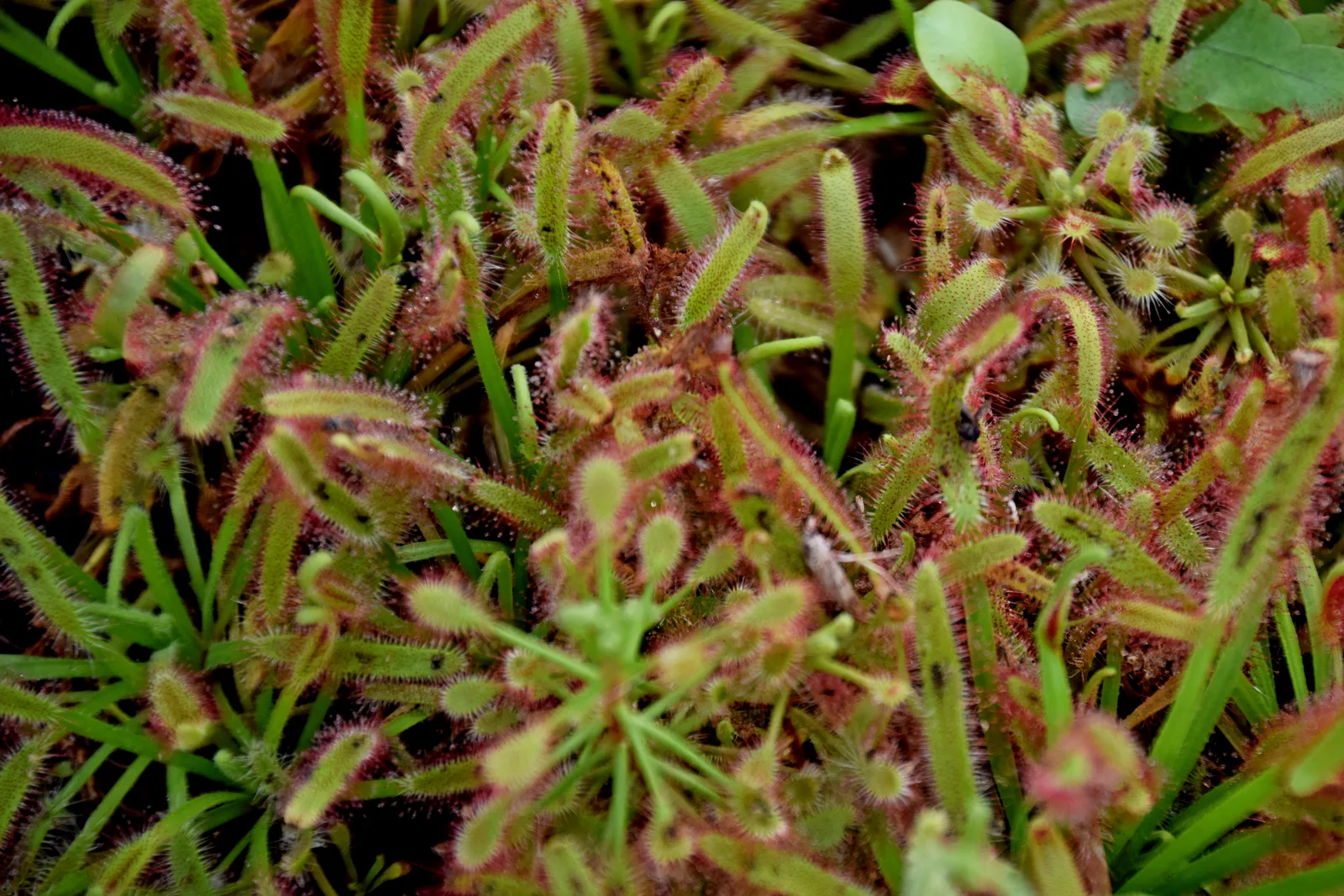 Drosera Madagascariensis (Drosera madagascariensis)