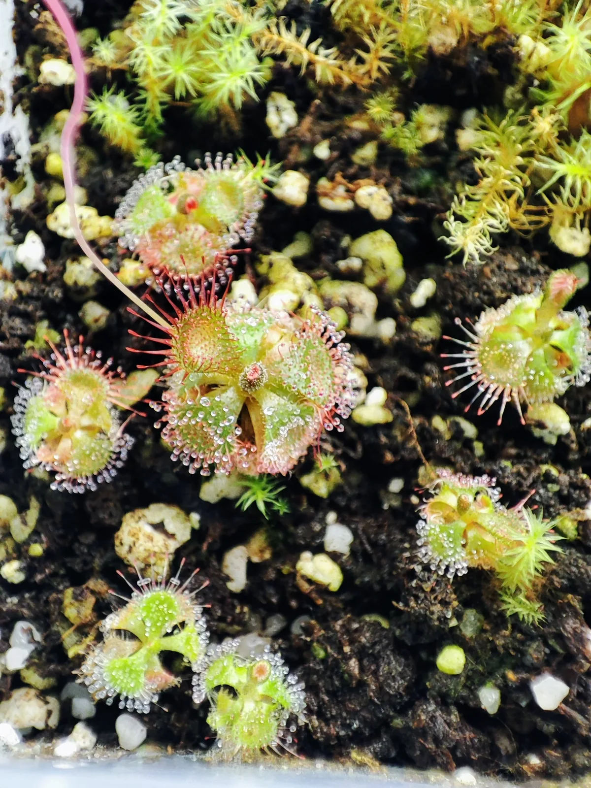 Drosera Admirabilis (Drosera admirabilis)