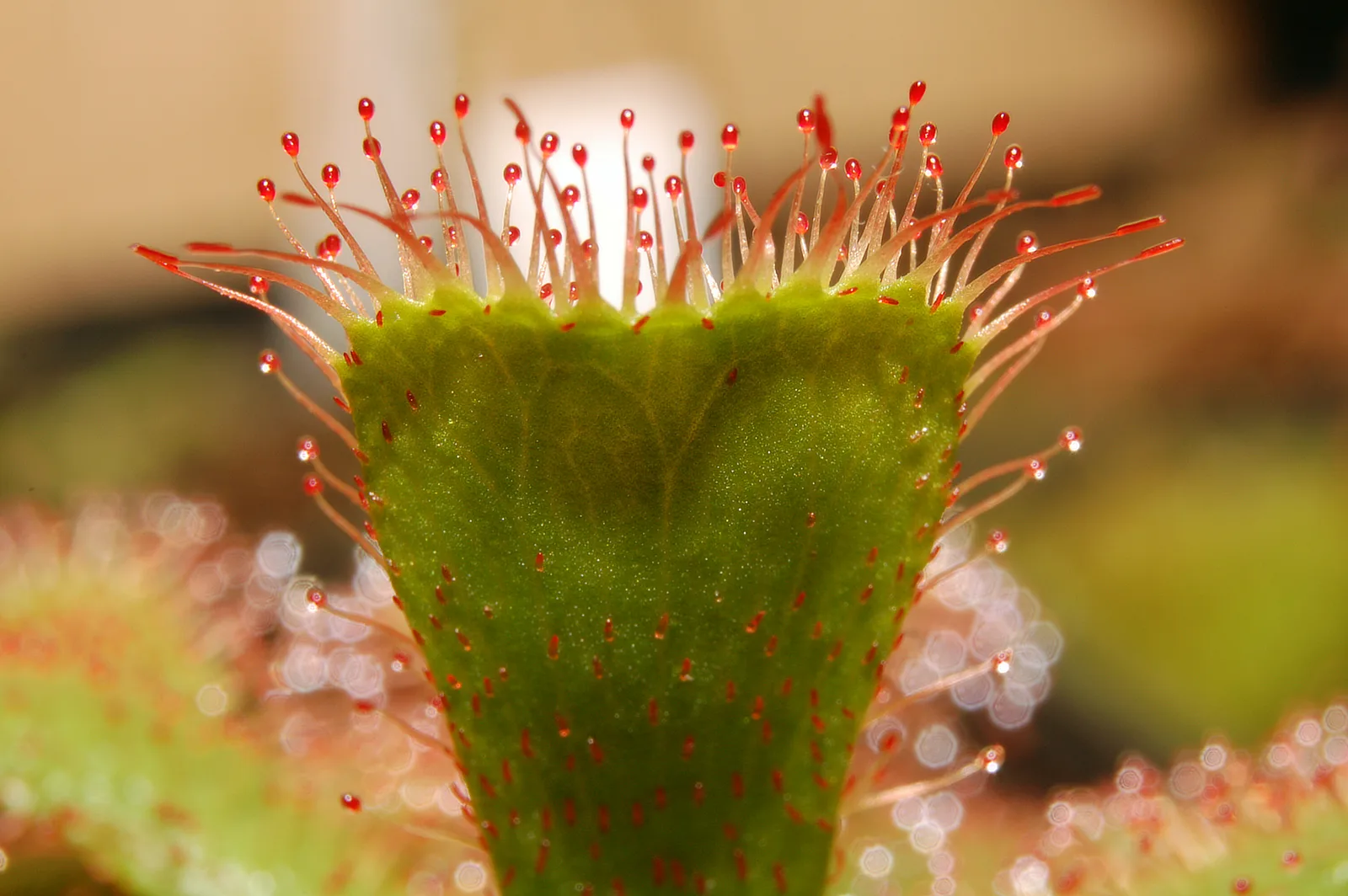 Drosera Slackii (Drosera slackii)