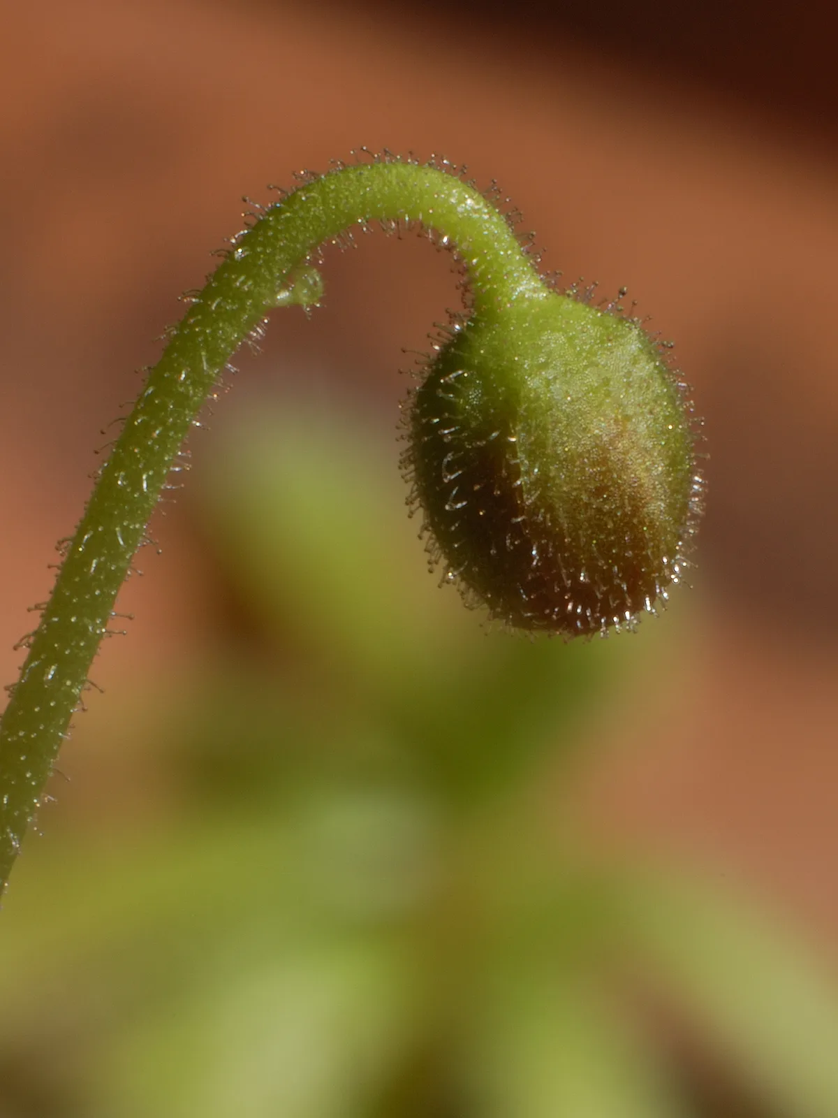 Drosera Cistiflora (Drosera cistiflora)