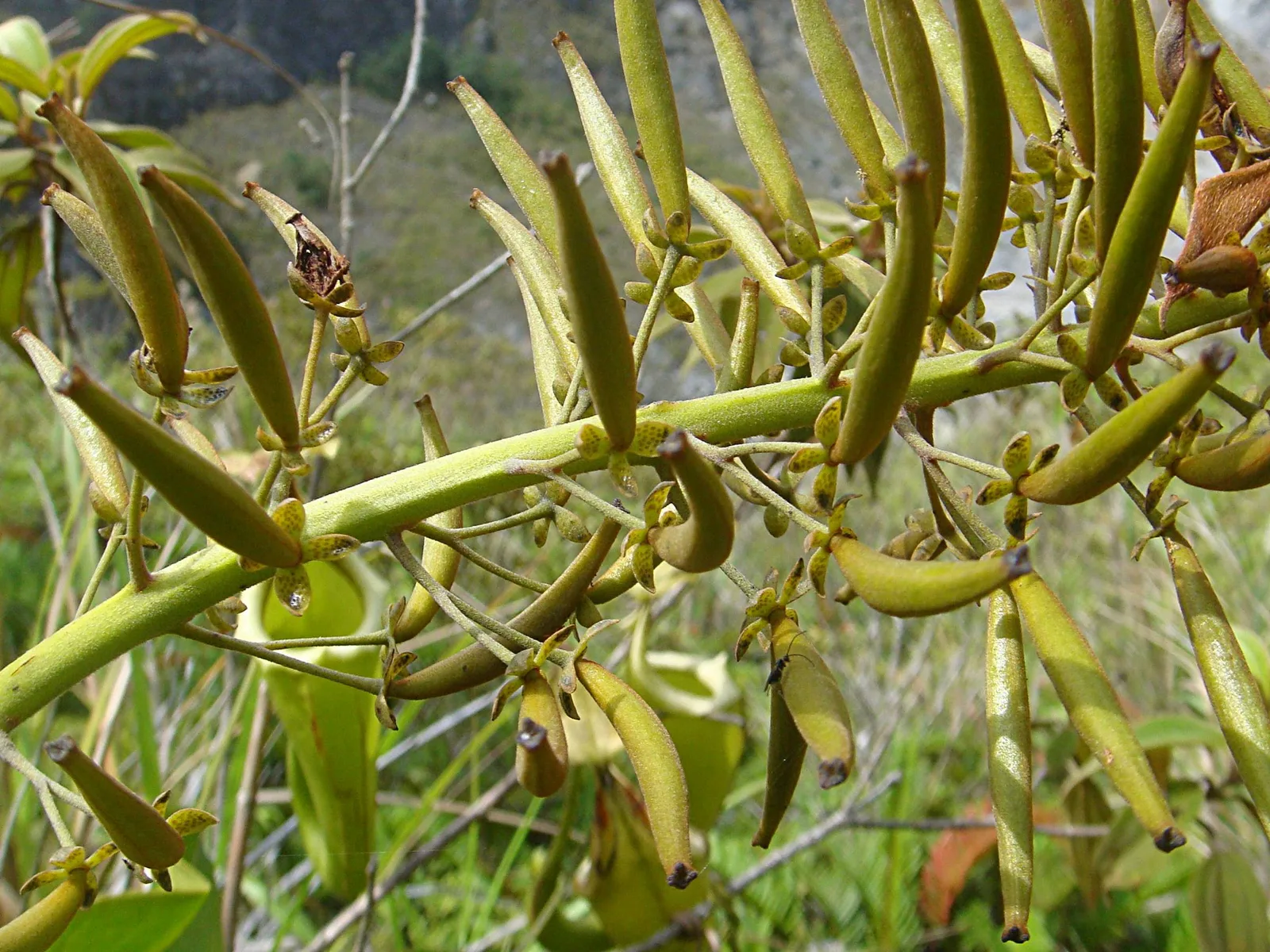 Nepenthes Maxima (Nepenthes maxima)