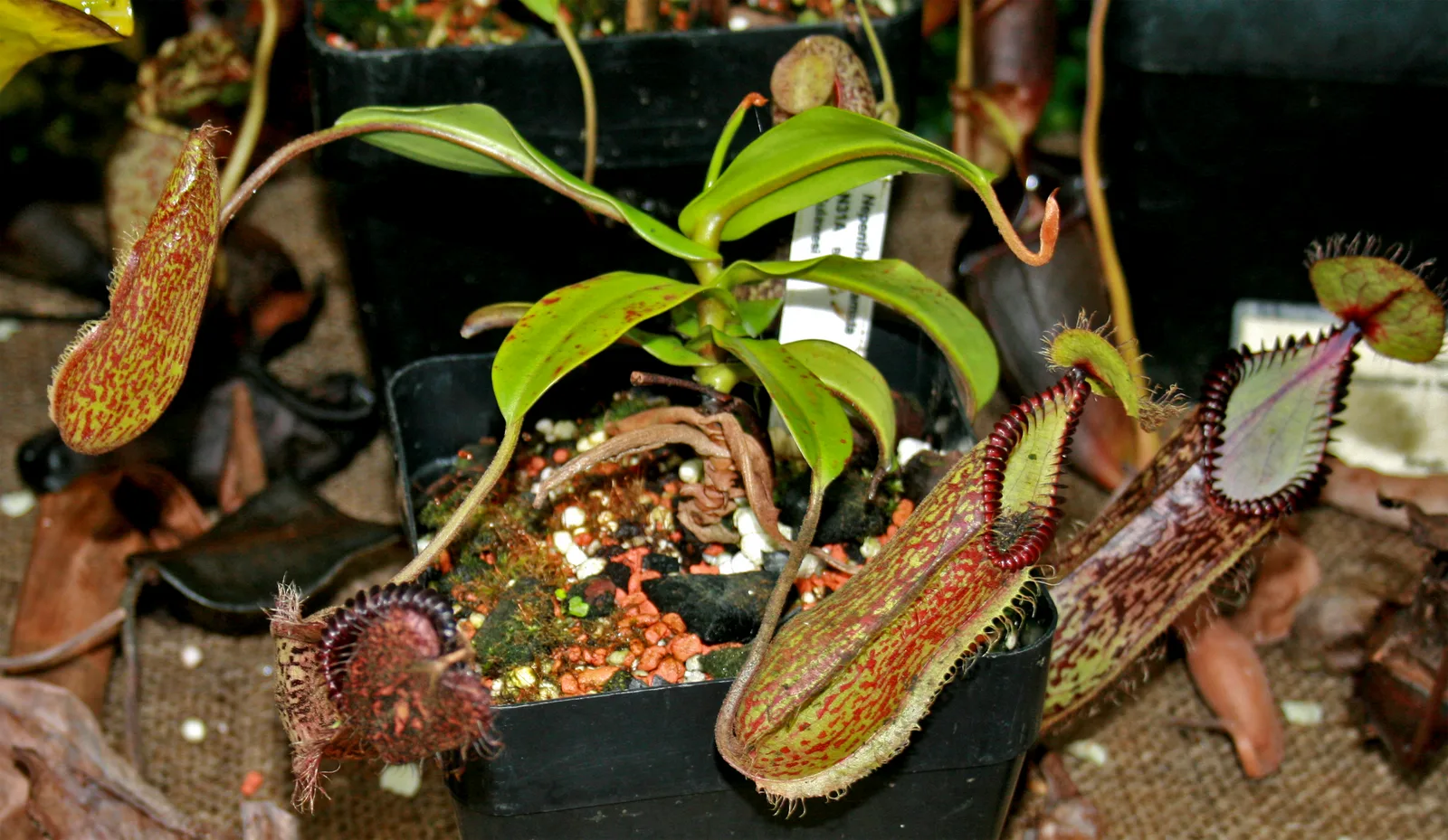 Nepenthes Hamata (Nepenthes hamata)
