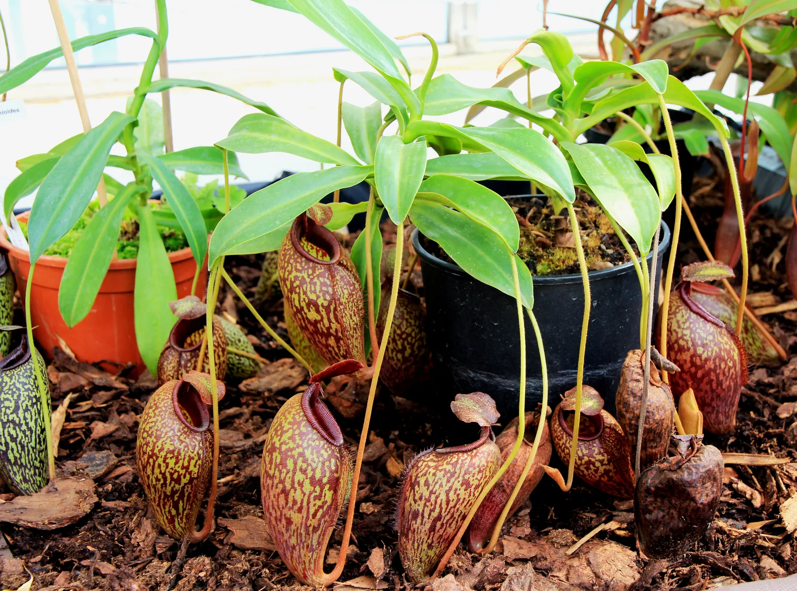 Nepenthes Aristolochioides (Nepenthes aristolochioides)