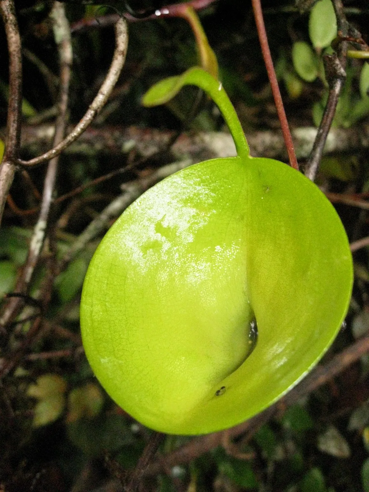 Nepenthes Inermis (Nepenthes inermis)