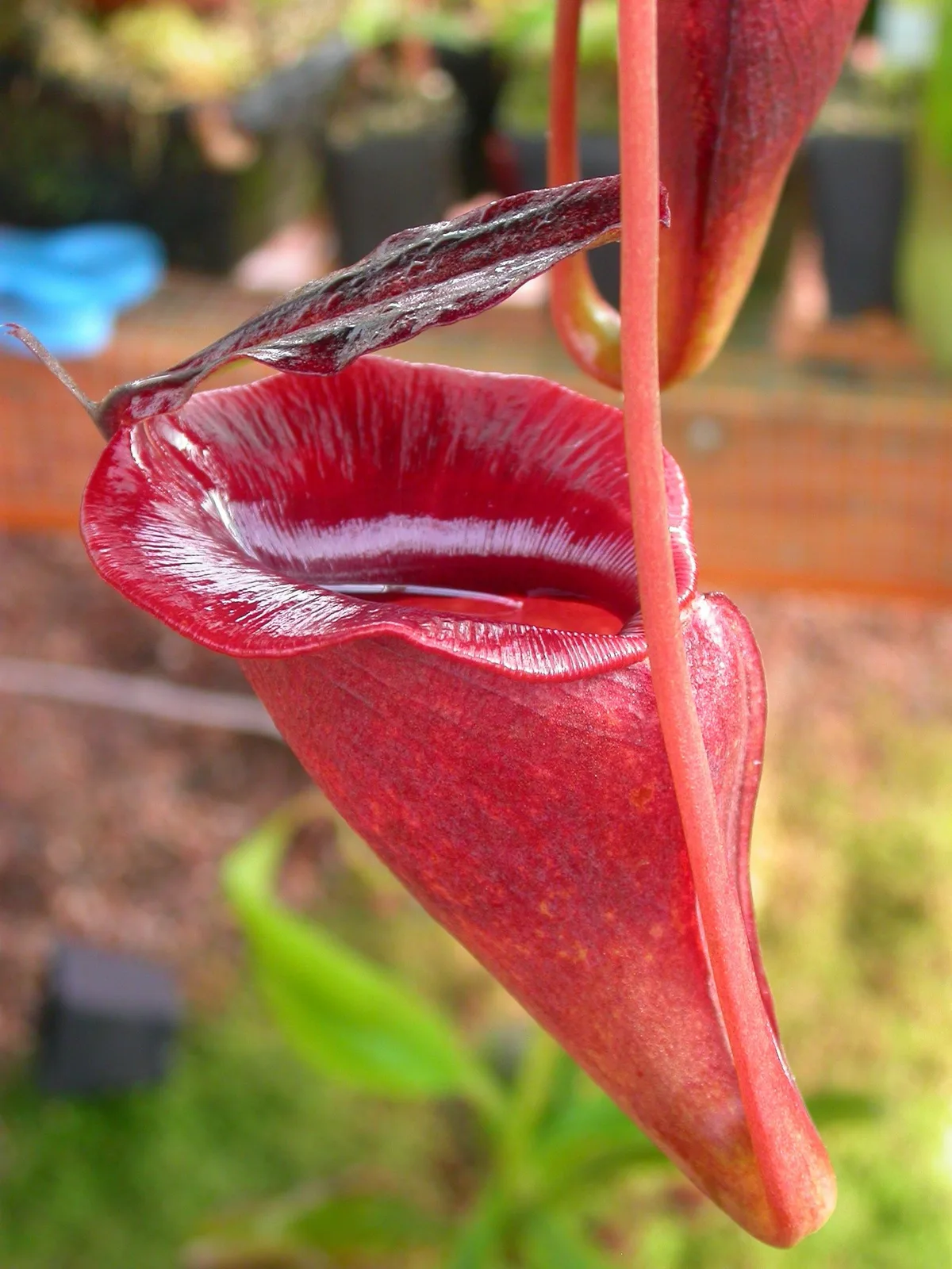 Nepenthes Jacquelineae (Nepenthes jacquelineae)