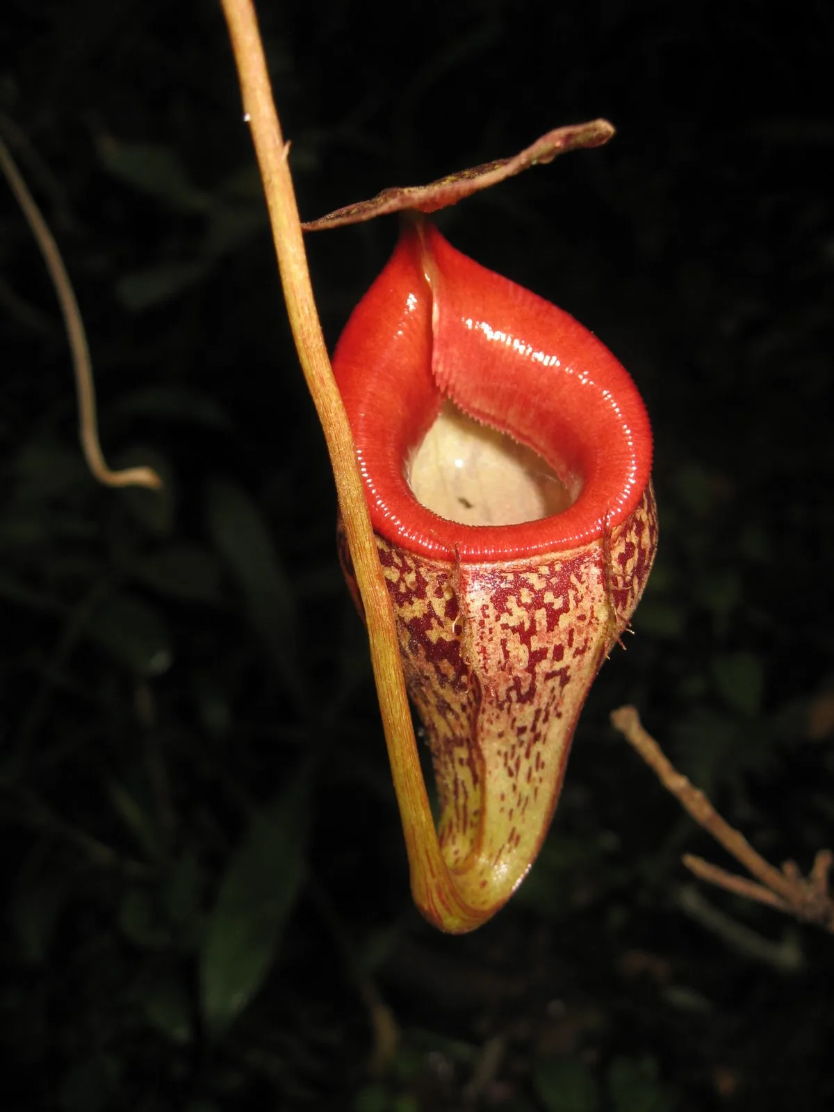 Nepenthes Talangensis (Nepenthes talangensis)