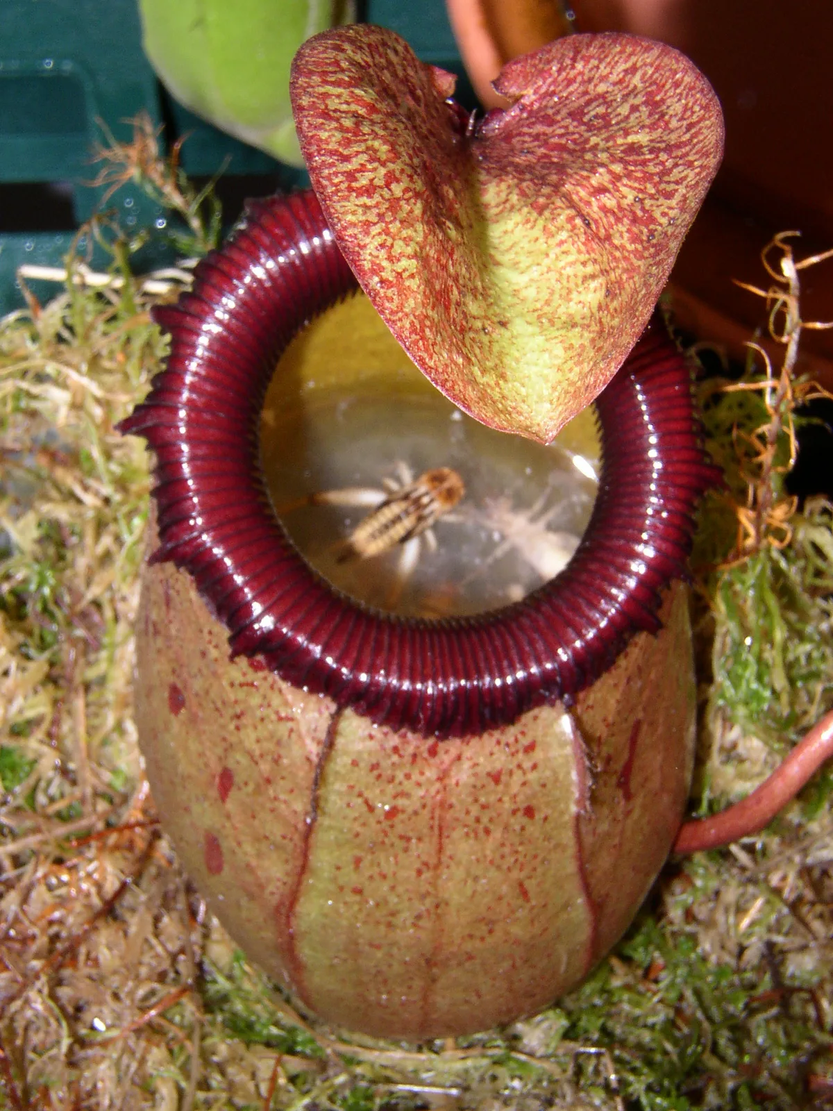 Nepenthes Sibuyanensis (Nepenthes sibuyanensis)