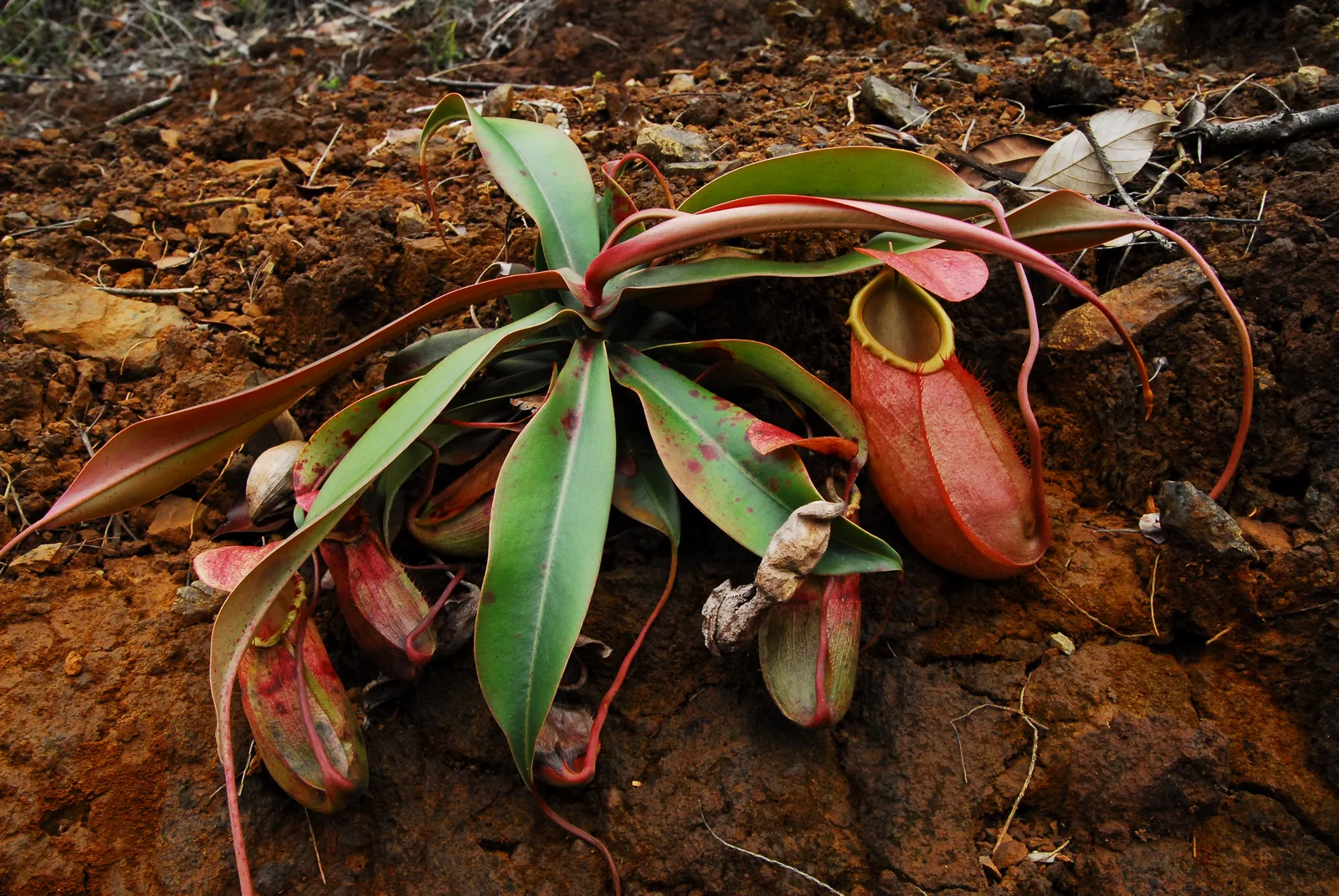Nepenthes Merrilliana (Nepenthes merrilliana)