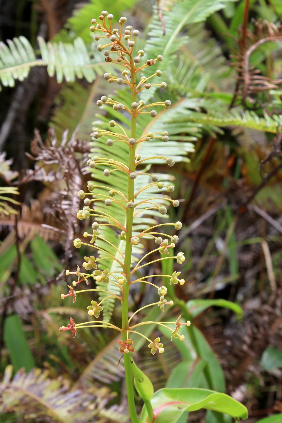 Nepenthes Reinwardtiana (Nepenthes reinwardtiana)