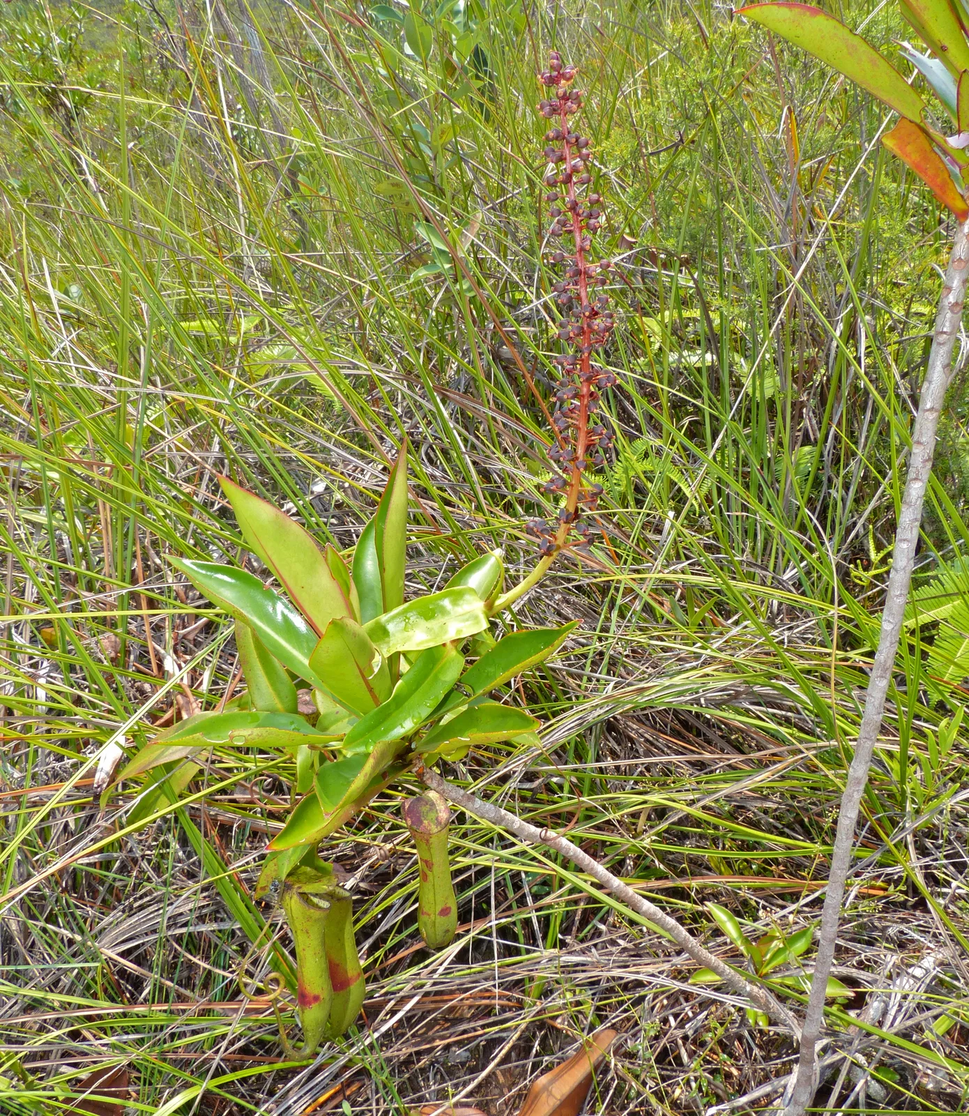 Nepenthes Gracilis (Nepenthes gracilis)