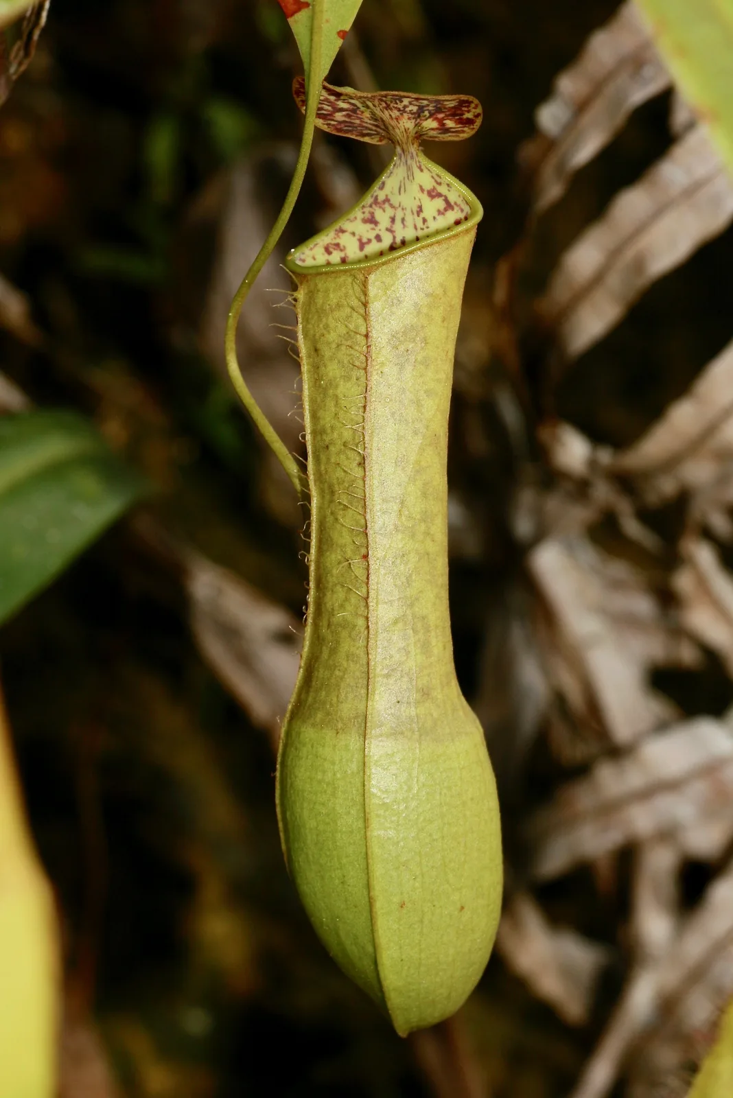 Nepenthes Hirsuta (Nepenthes hirsuta)