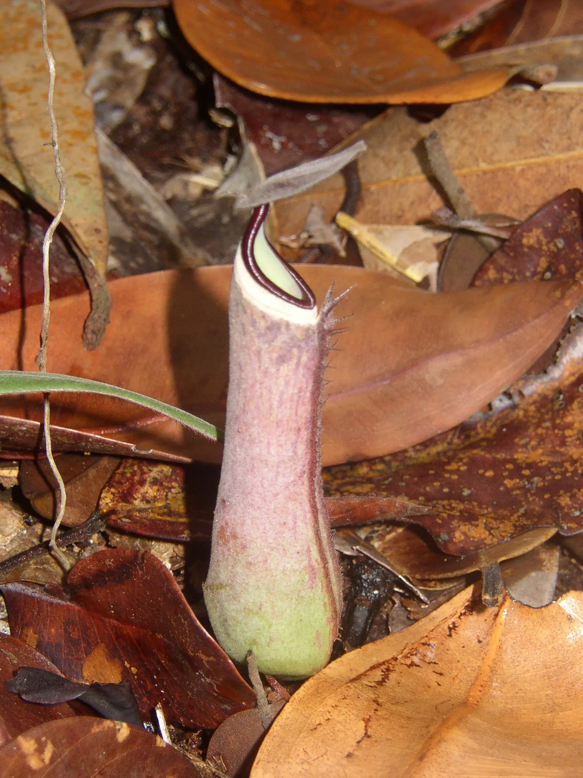 Nepenthes Albomarginata