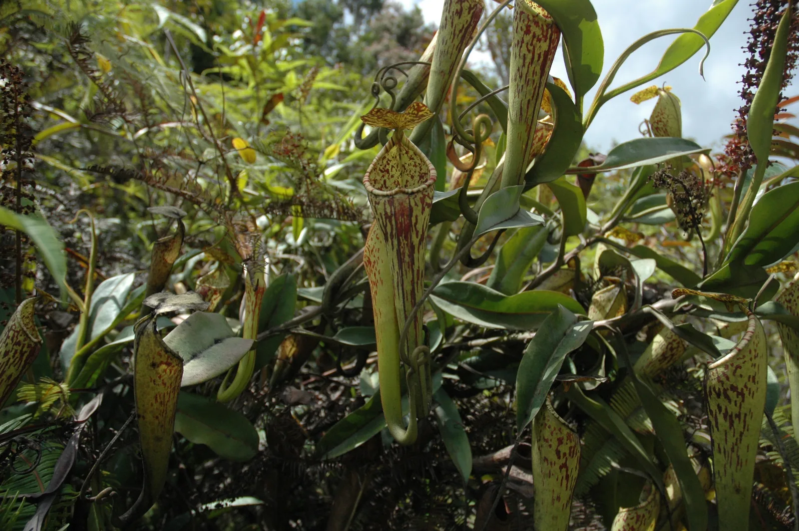 Nepenthes Stenophylla (Nepenthes stenophylla)