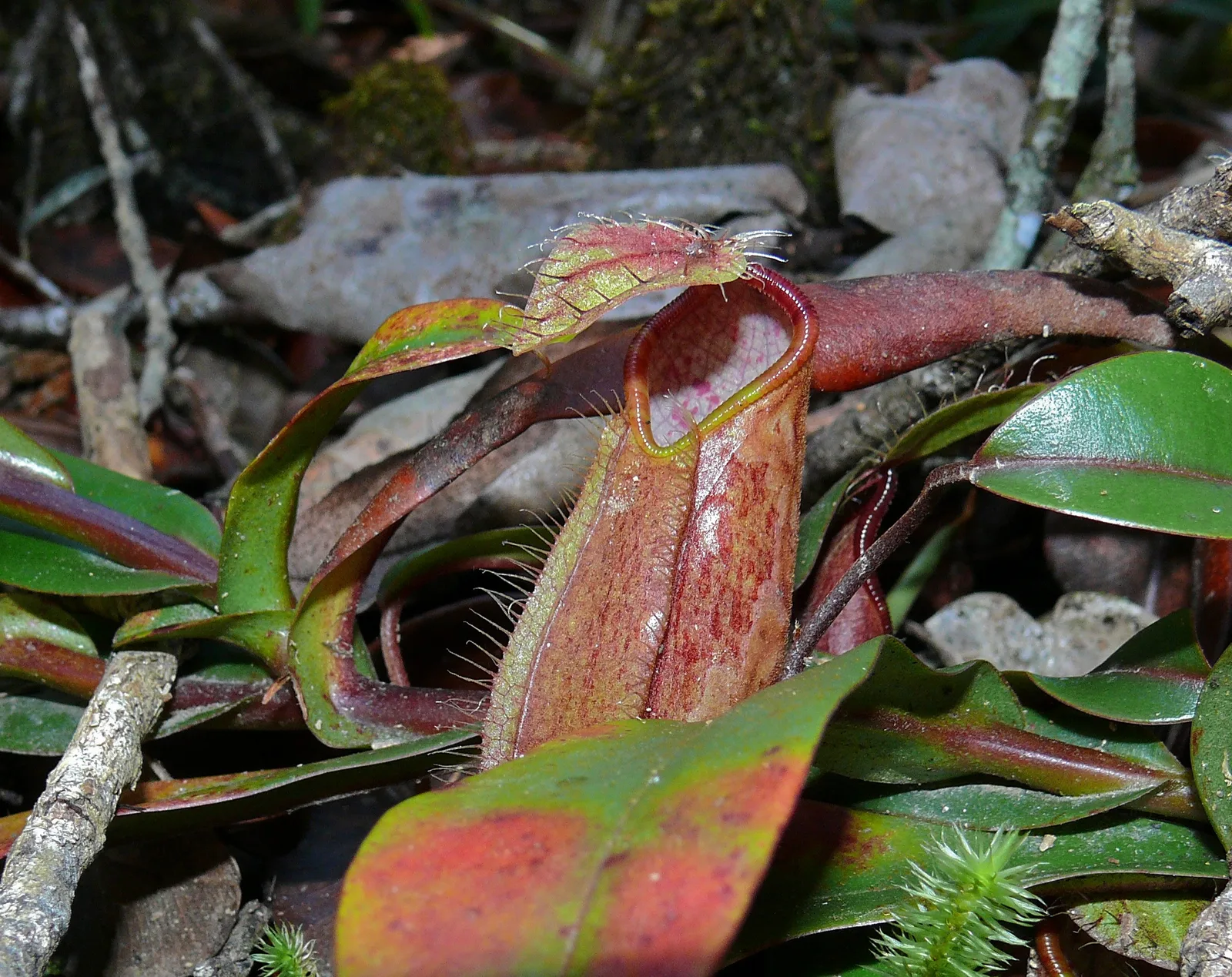 Nepenthes Tentaculata (Nepenthes tentaculata)