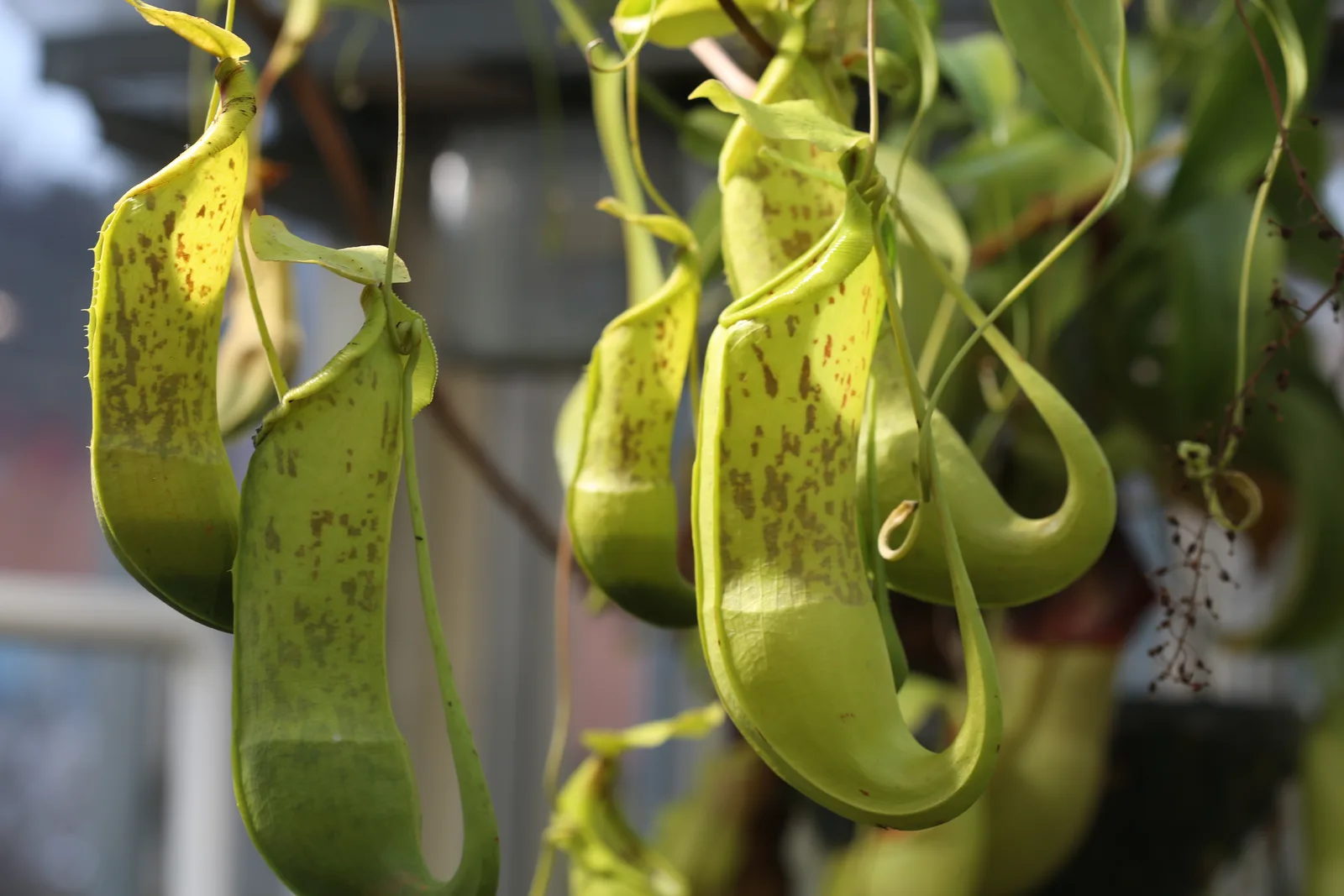 Nepenthes Spathulata (Nepenthes spathulata)