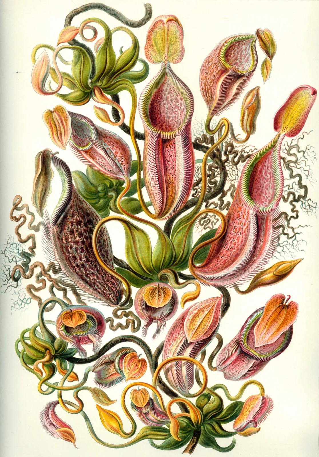 Nepenthes Gymnamphora (Nepenthes gymnamphora)