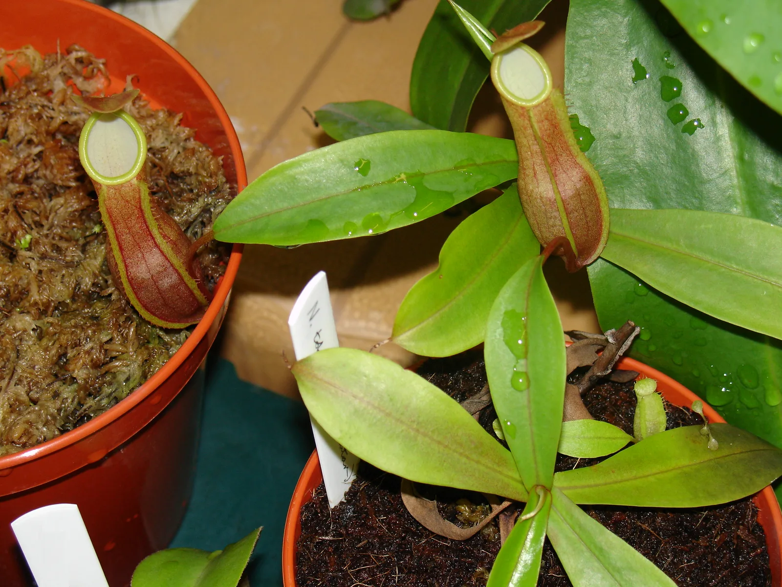 Nepenthes Tobaica